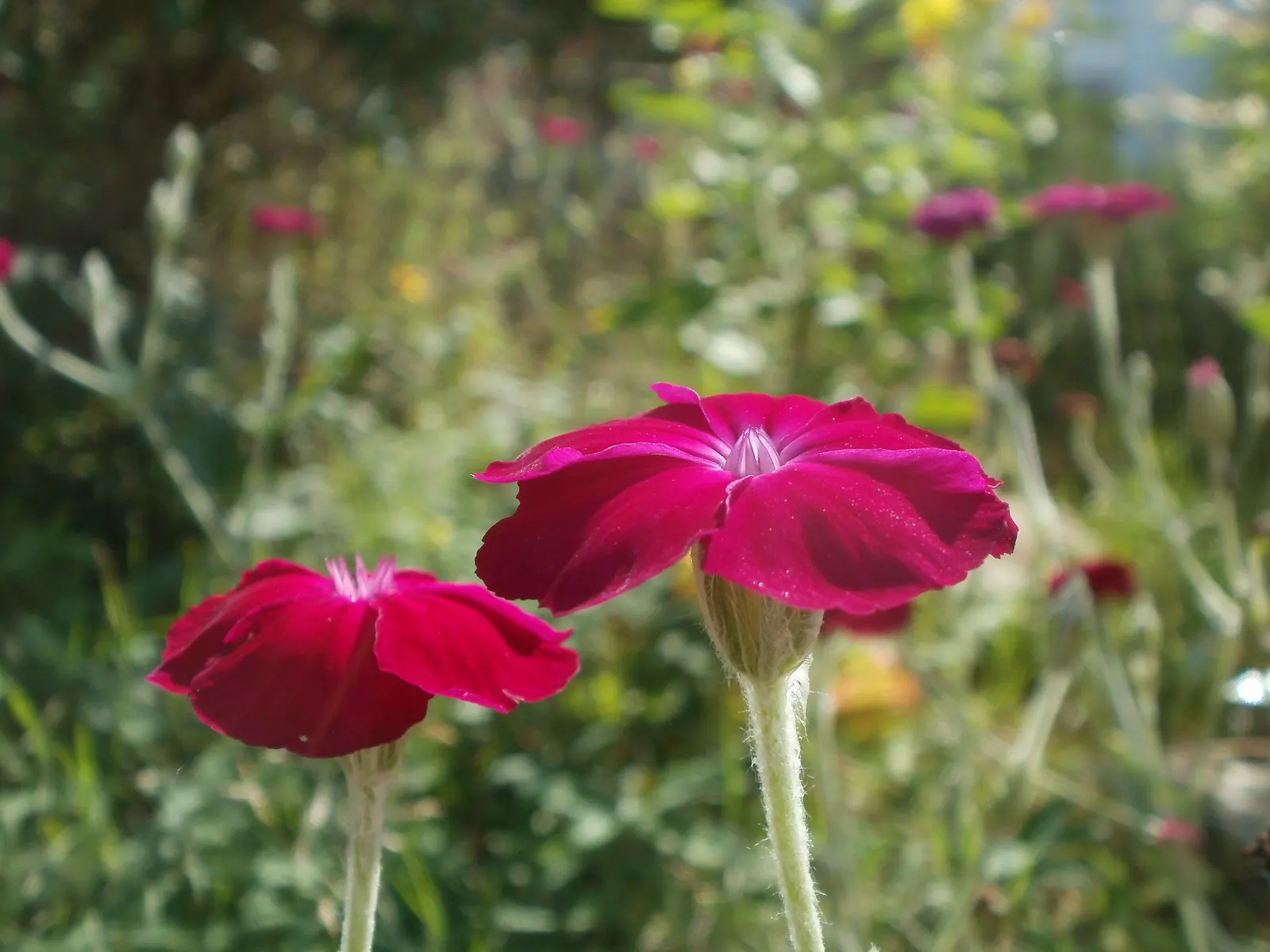 Rose Campion (Lychnis Coronaria) — it provides excellent contrast in borders or wildflower gardens; rose Campion (Lychnis coronaria) is a striking, image 160
