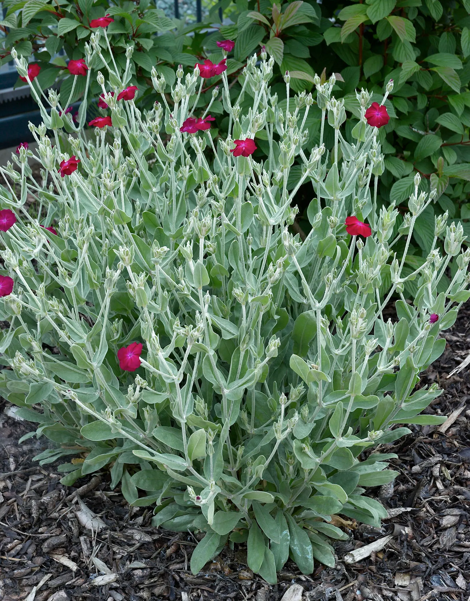 Rose Campion (Lychnis Coronaria) — Rose Campion (Lychnis coronaria) is a striking perennial with silvery-grey foliage and vibrant magenta blooms; blooming from
