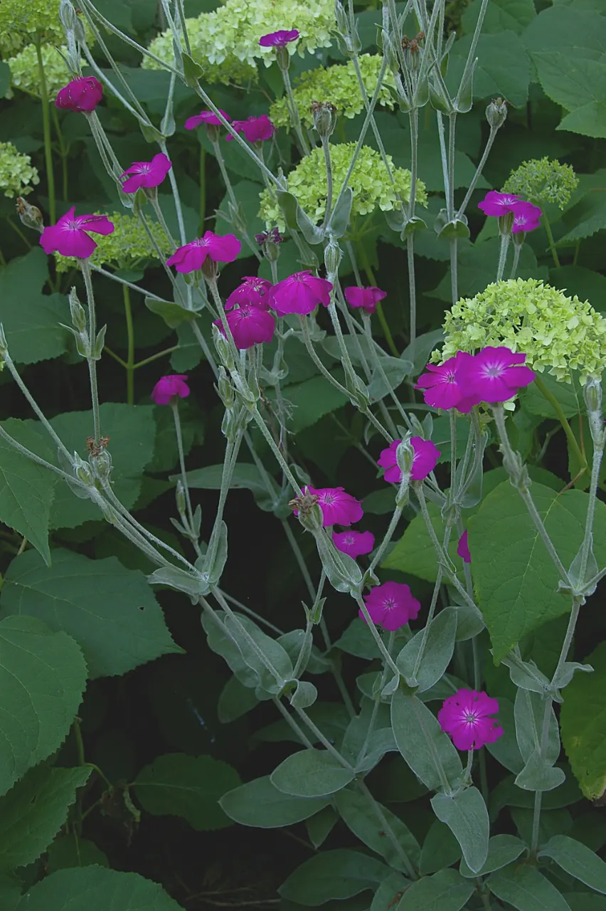 Rose Campion (Lychnis Coronaria) — making it a true standout in any garden composition; drought-tolerant once established, making it a, image 152