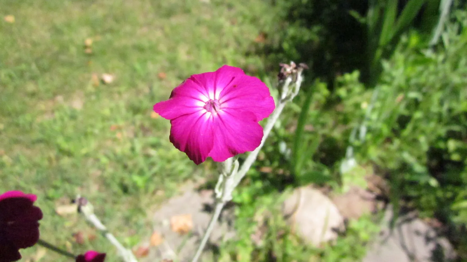 Rose Campion (Lychnis Coronaria) — Prefers full sun and well-drained soil; scientifically referred to as Lychnis coronaria, image 68