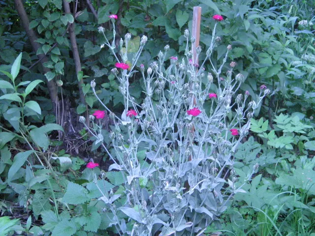 Rose Campion (Lychnis Coronaria) — enhancing the garden's ecological value.<br><br>Whether used in mass plantings or as accent points; encourage, image 150