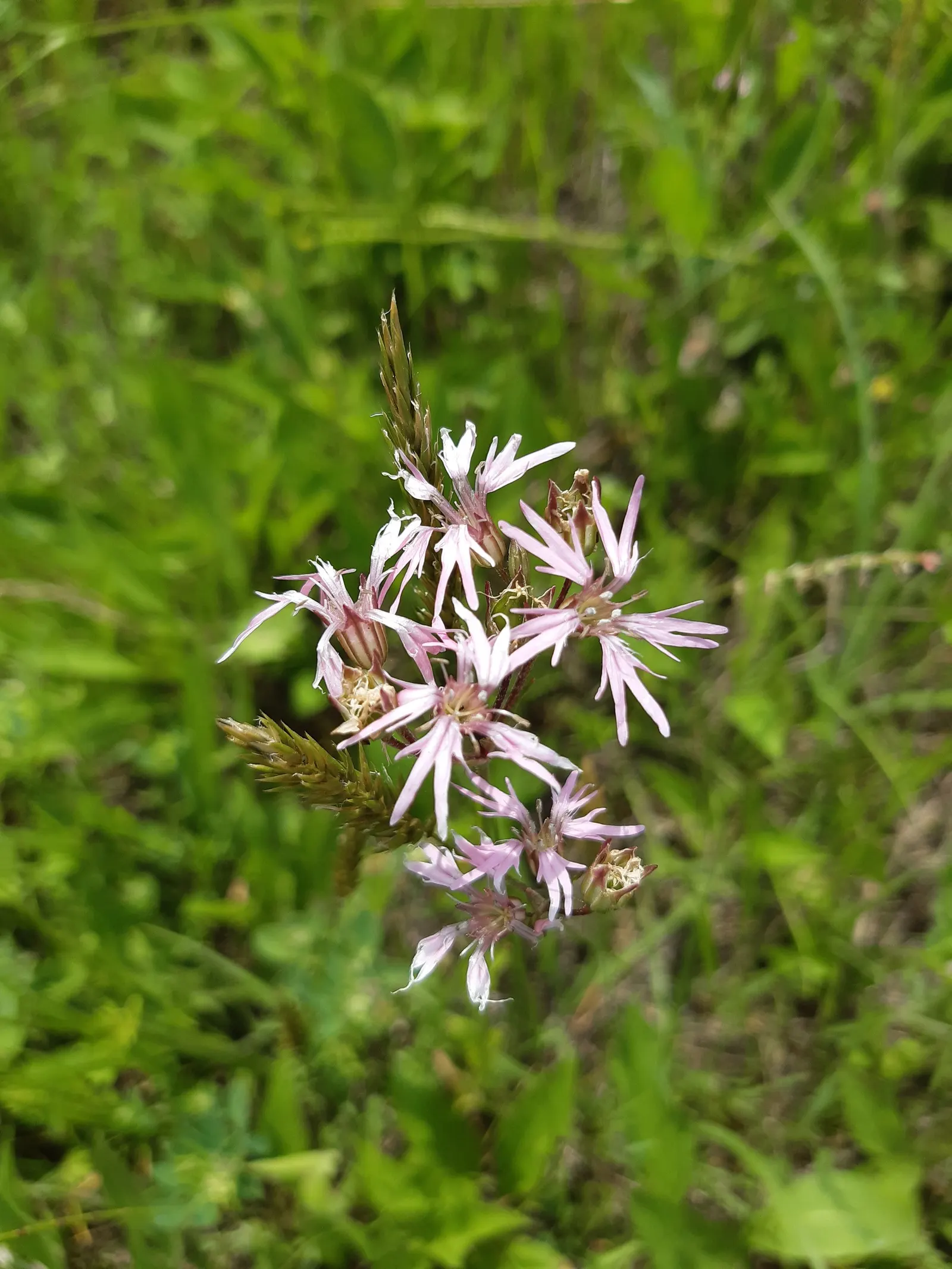Rose Campion (Lychnis Coronaria) — blooming from late spring to midsummer; as the vivid blossoms are attractive to bees and butterflies, image 97