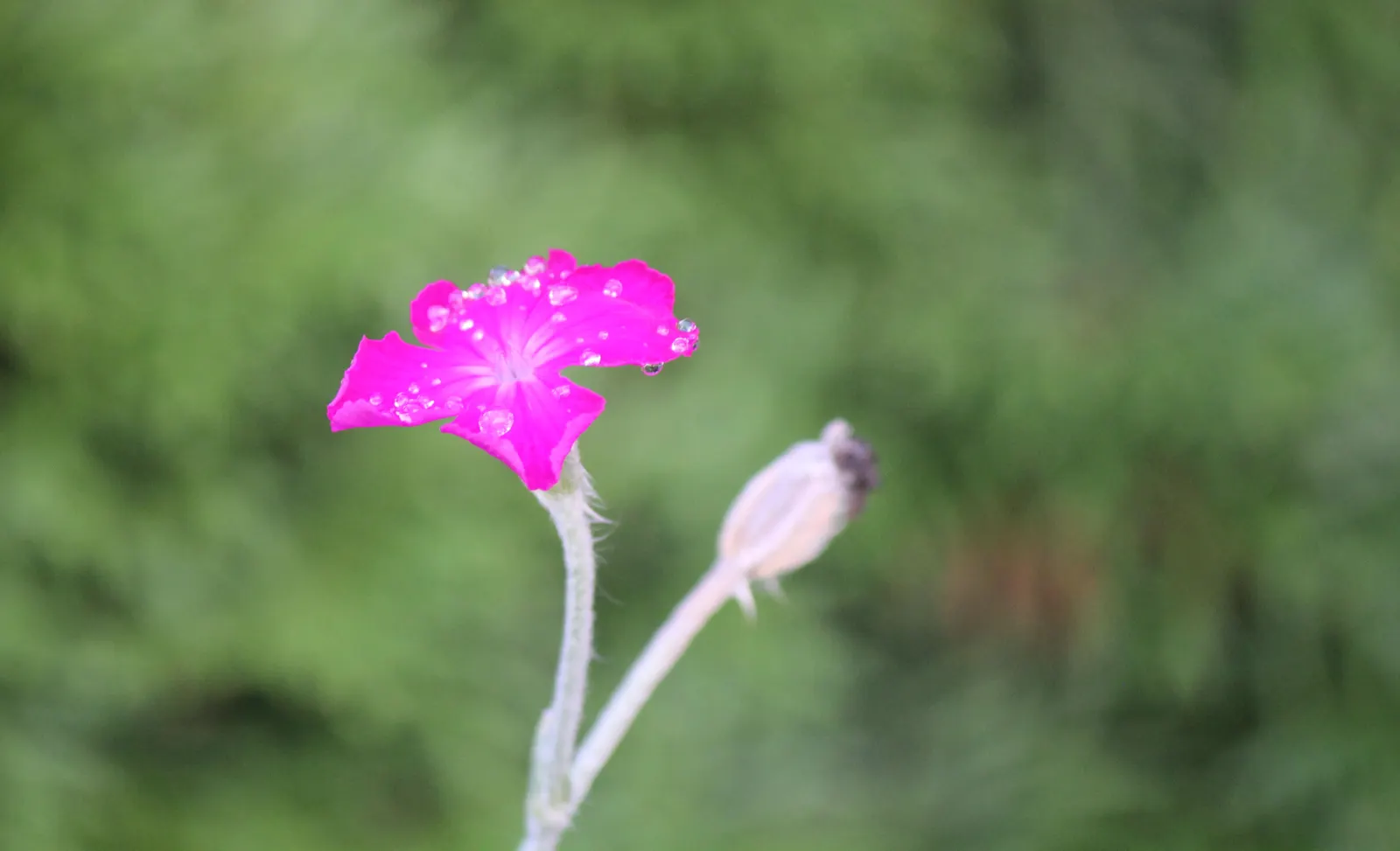 Rose Campion (Lychnis Coronaria) — Drought-tolerant once established, making it a low-maintenance choice for impactful color; it is notably, image 131