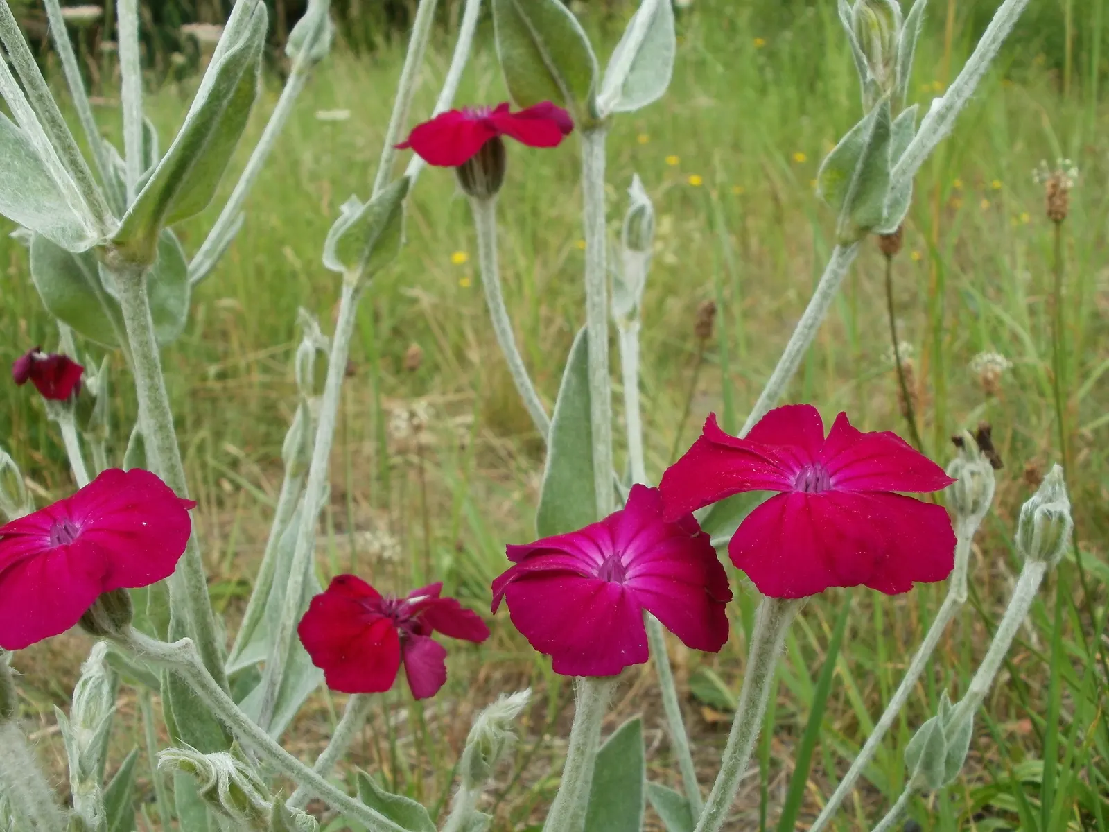 Rose Campion (Lychnis Coronaria) — It typically reaches 2-3 feet in height and spreads about 1-1.5 feet; the flowers are perched atop erect stems that can