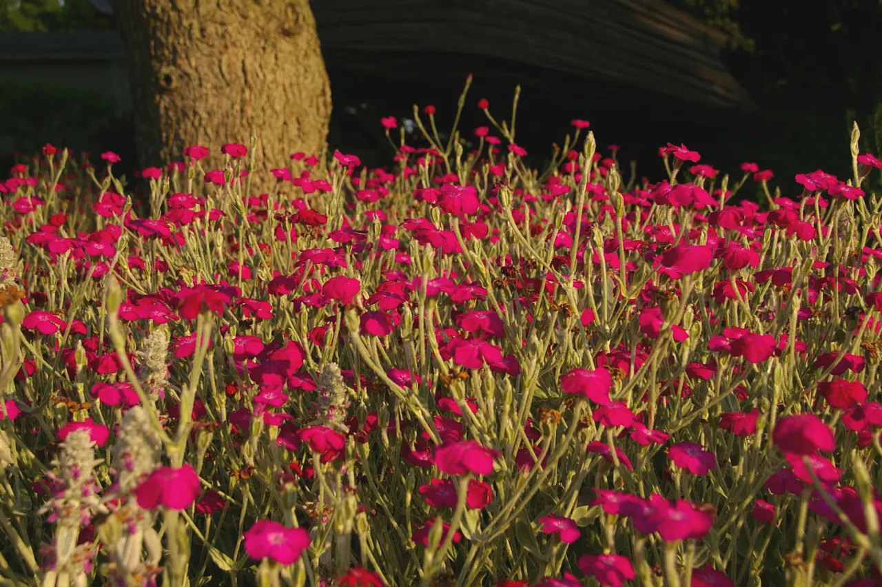 Rose Campion (Lychnis Coronaria) — perennial for full or half; making it a true standout in any garden composition, image 155