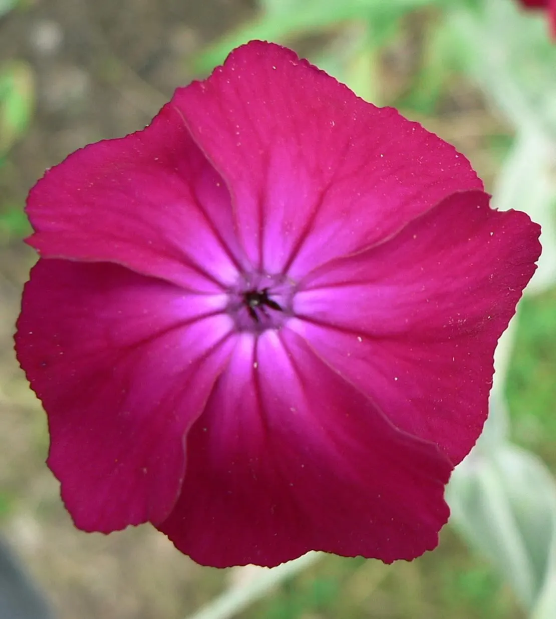 Rose Campion (Lychnis Coronaria) — Rose Campion performs best when planted in full sun to partial shade; it typically reaches 2-3 feet in height, image 107