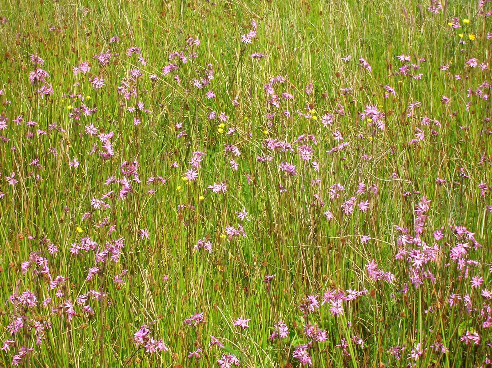 Rose Campion (Lychnis Coronaria) — ensuring a perennial show of color; perennial with red blooms, image 111