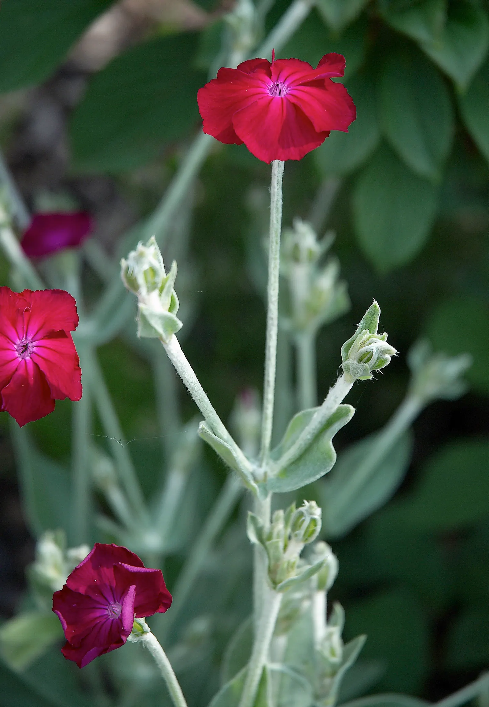Rose Campion (Lychnis Coronaria) — When designing landscapes; prefers full sun and well-drained soil