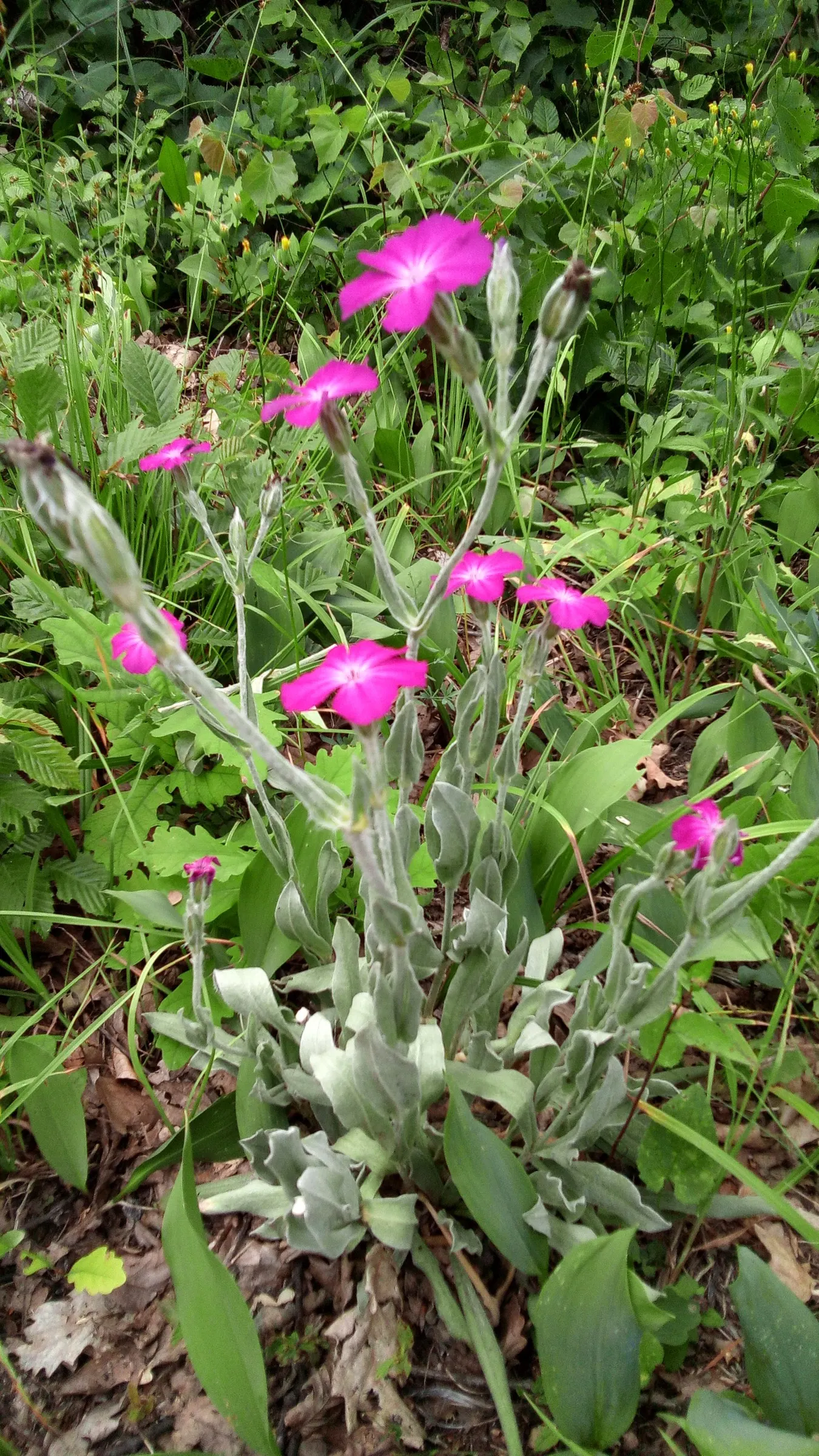 Rose Campion (Lychnis Coronaria) — Prefers full sun and well-drained soil