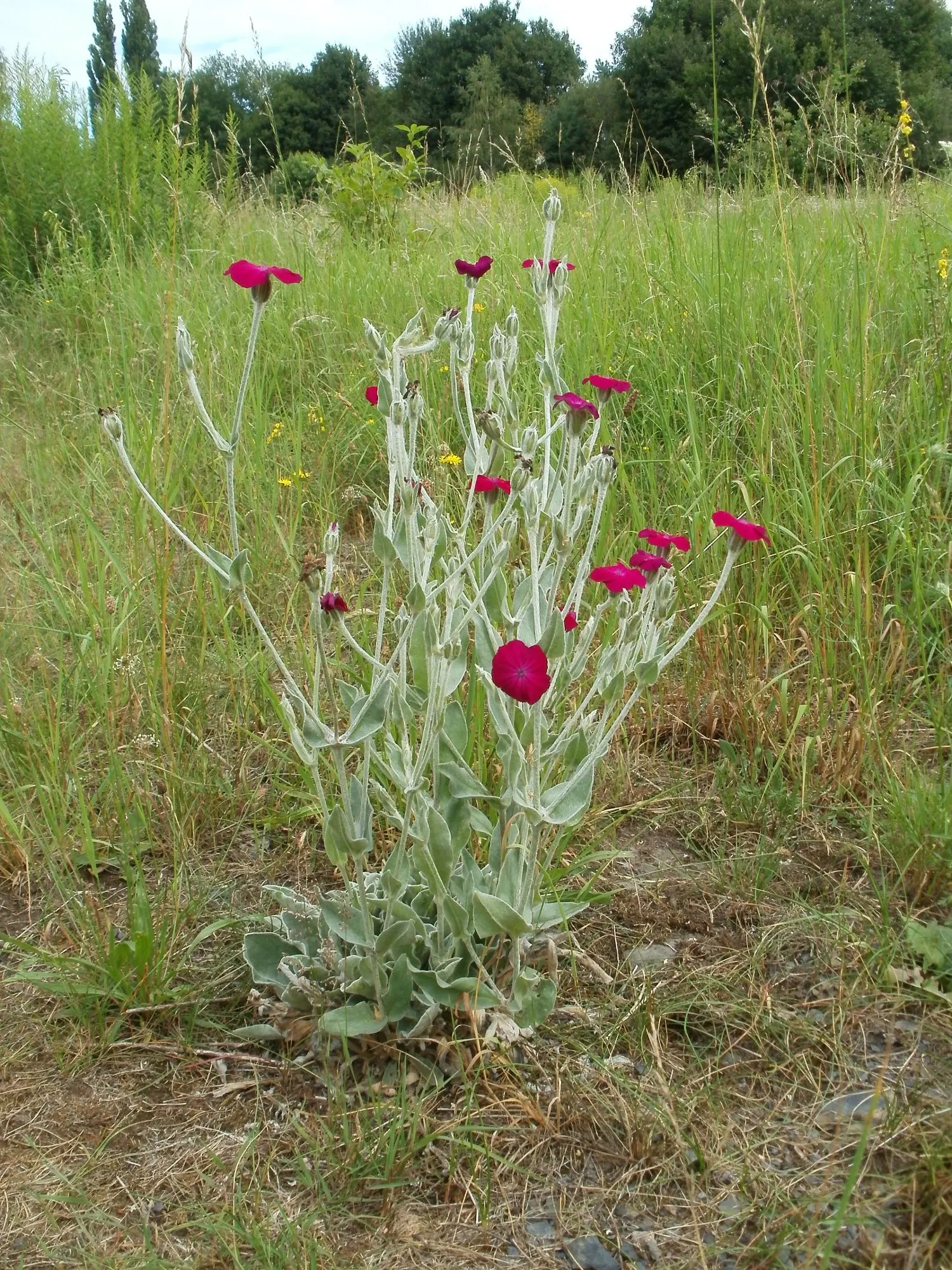 Rose Campion (Lychnis Coronaria) — is a striking perennial that can add a pop of vibrant color to any landscape; red flowers in the garden, image 133