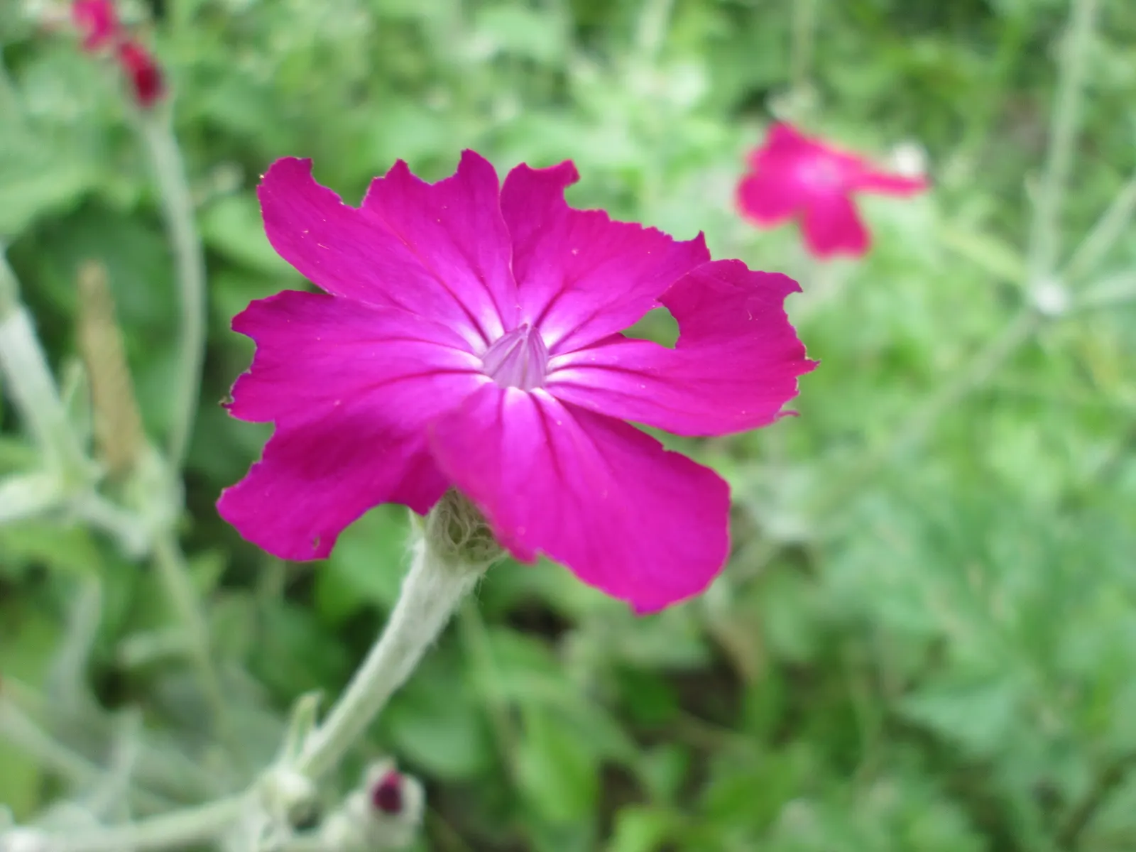 Rose Campion (Lychnis Coronaria) — Rose Campion performs best when planted in full sun to partial shade; it typically reaches 2-3 feet in height and spreads