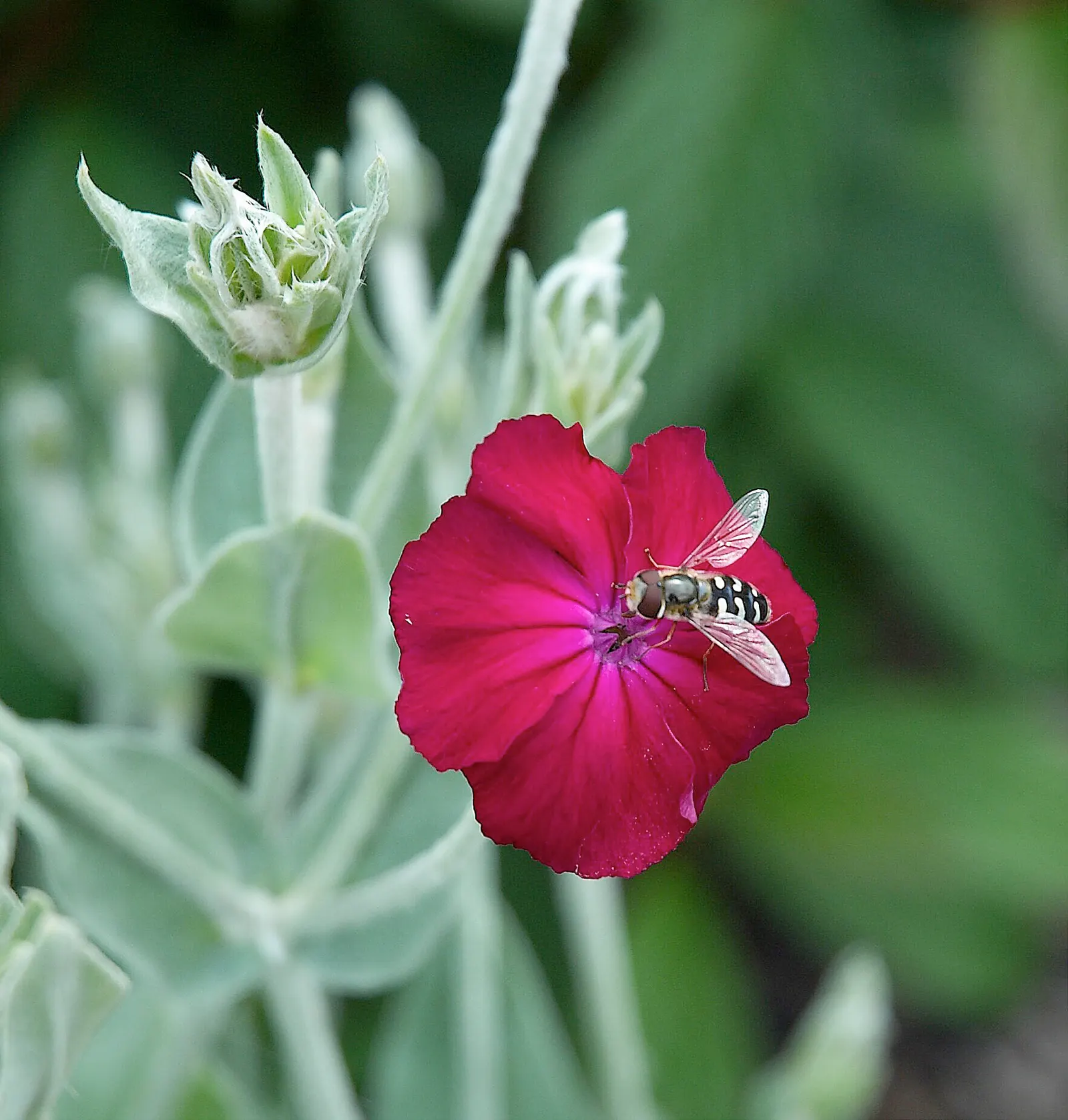 Rose Campion (Lychnis Coronaria) — making it a true standout in any garden composition; drought-tolerant once established, making it a, image 90