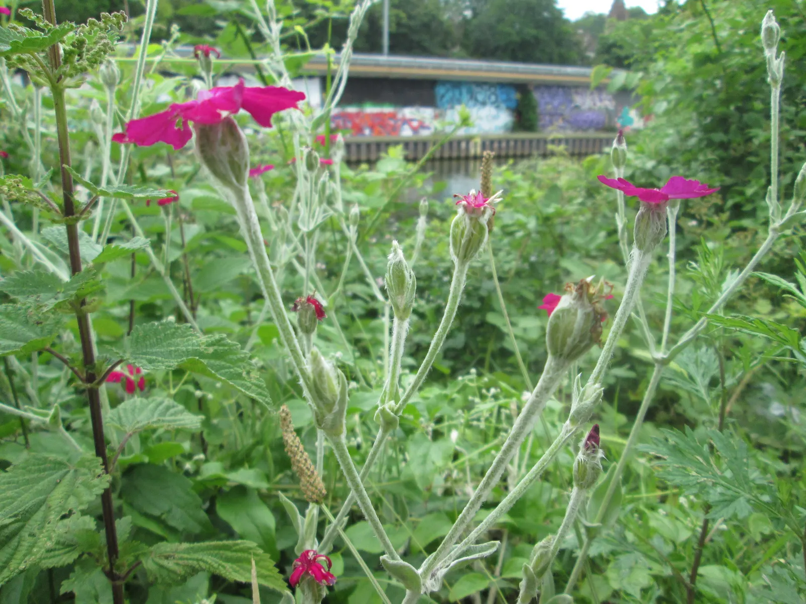 Rose Campion (Lychnis Coronaria) — red flowers in the garden; rose Campion performs best when planted in full sun to partial shade