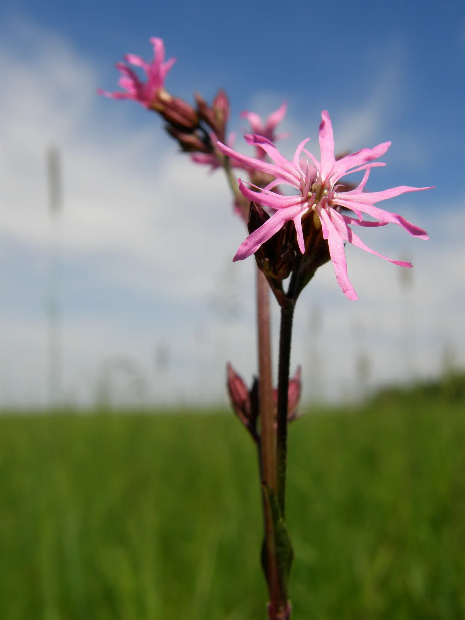 Rose Campion (Lychnis Coronaria) — The flowers are perched atop erect stems that can reach heights between 2 to 3 feet