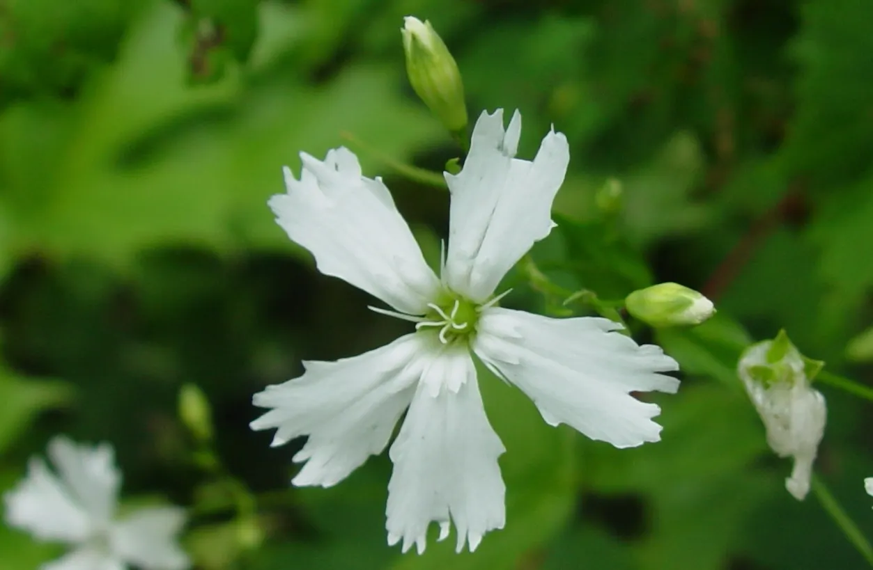 Rose Campion (Lychnis Coronaria) — red flowers in the garden; rose Campion performs best when planted in full sun to partial shade, image 153