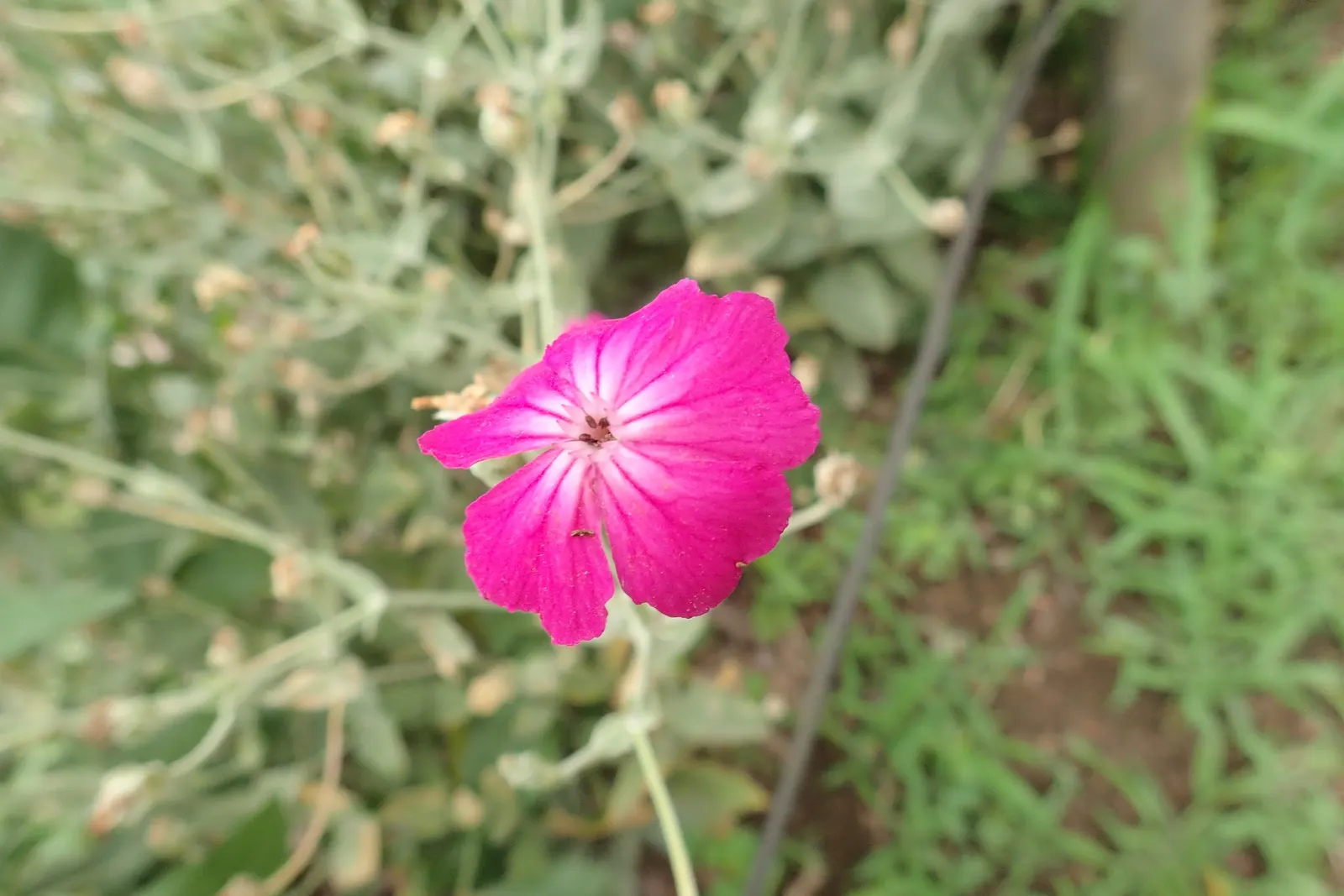 Rose Campion (Lychnis Coronaria) — is a striking perennial that can add a pop of vibrant color to any landscape; red flowers in the garden, image 102