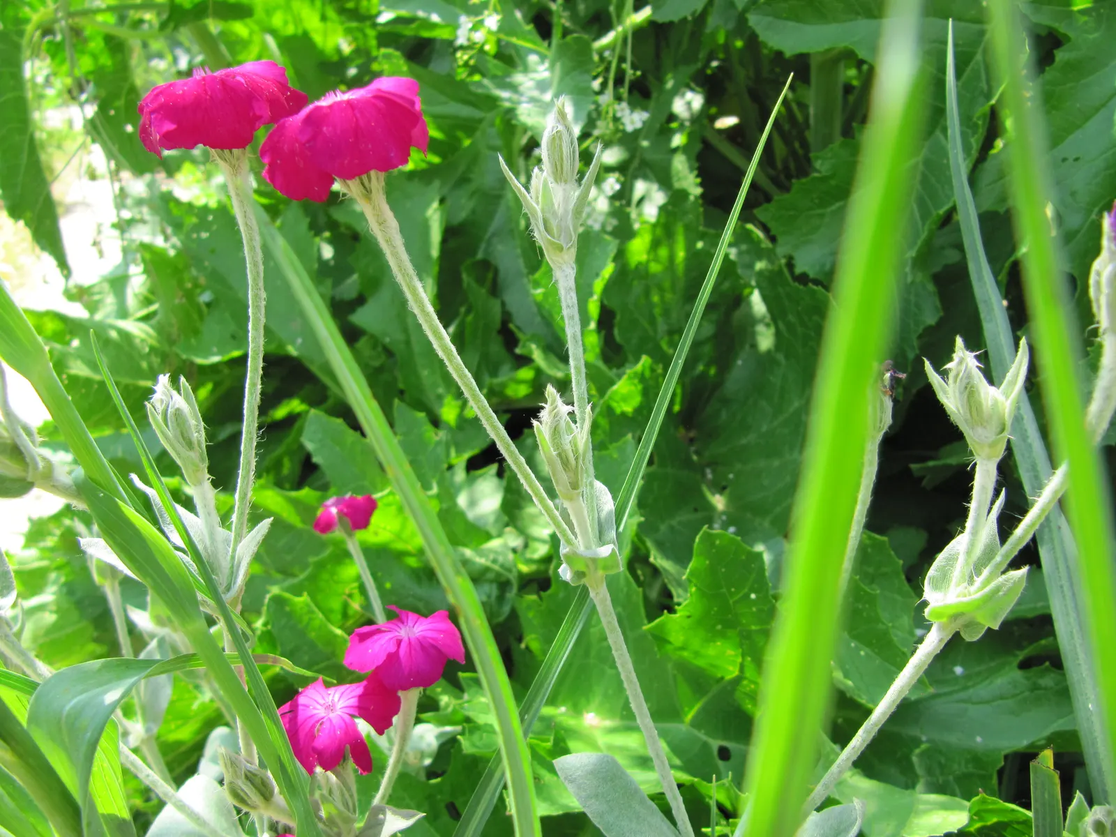 Rose Campion (Lychnis Coronaria) — as the vivid blossoms are attractive to bees and butterflies; the plant self-seeds readily, image 118
