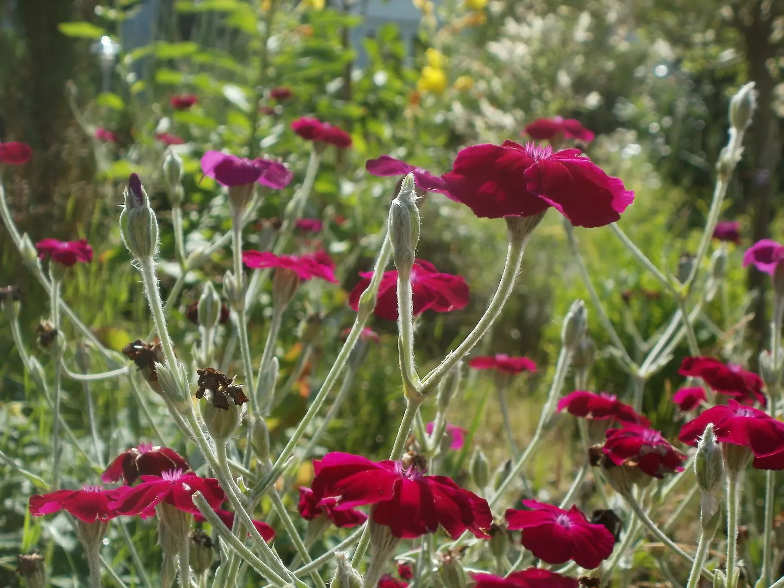Rose Campion (Lychnis Coronaria) — Drought-tolerant once established, making it a low-maintenance choice for impactful color