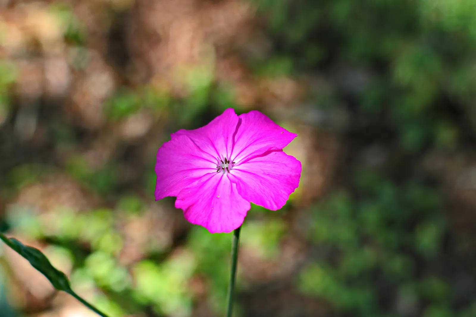 Rose Campion (Lychnis Coronaria) — It typically reaches 2-3 feet in height and spreads about 1-1.5 feet; the flowers are perched atop erect stems, image 64