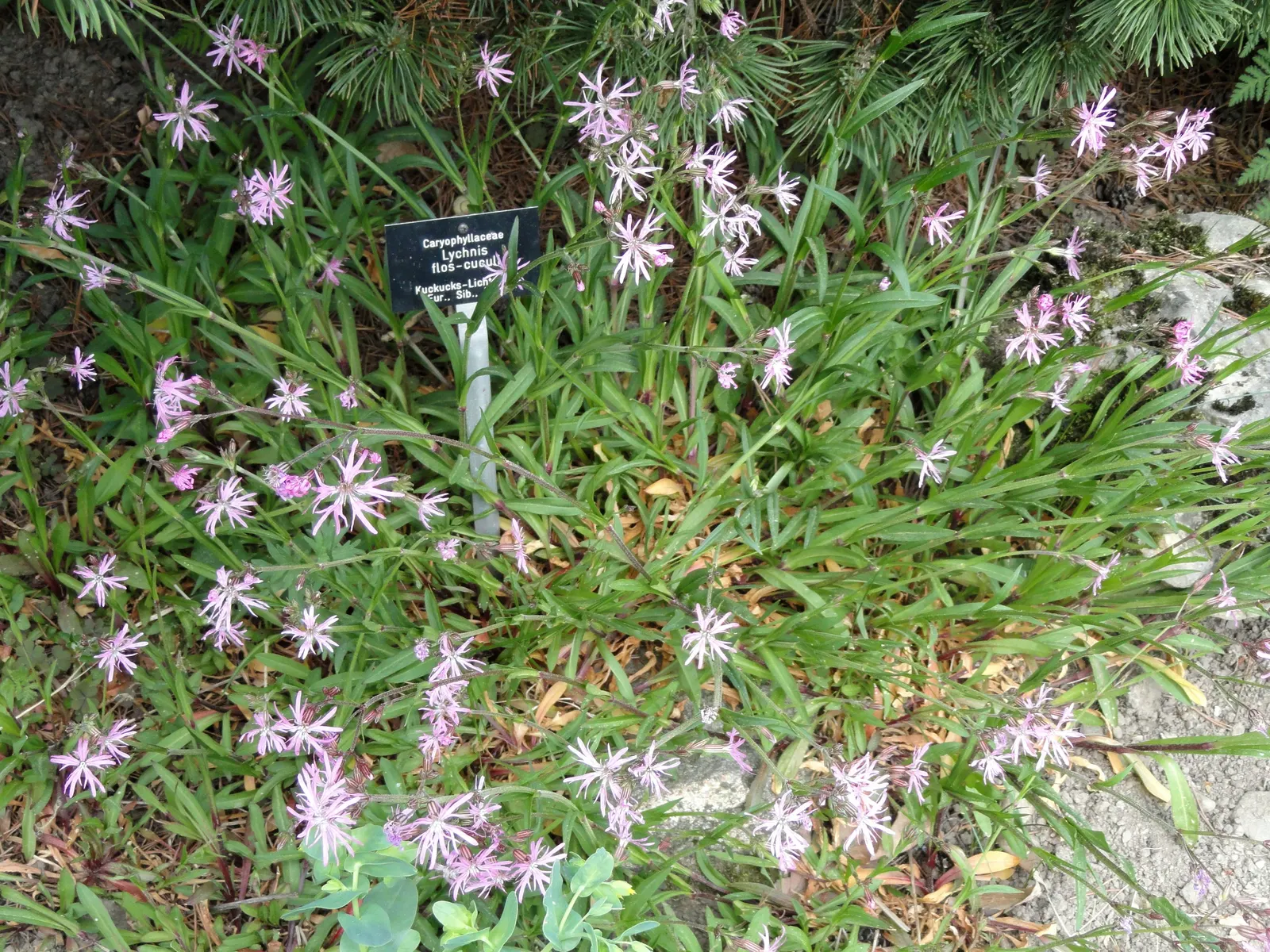 Rose Campion (Lychnis Coronaria) — perennial with red blooms