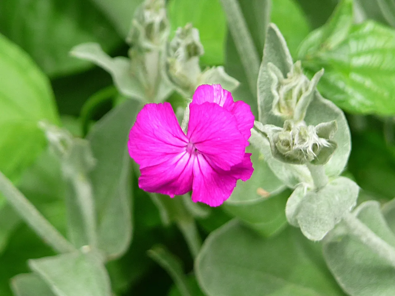 Rose Campion (Lychnis Coronaria) — as the vivid blossoms are attractive to bees and butterflies; the plant self-seeds readily, image 149