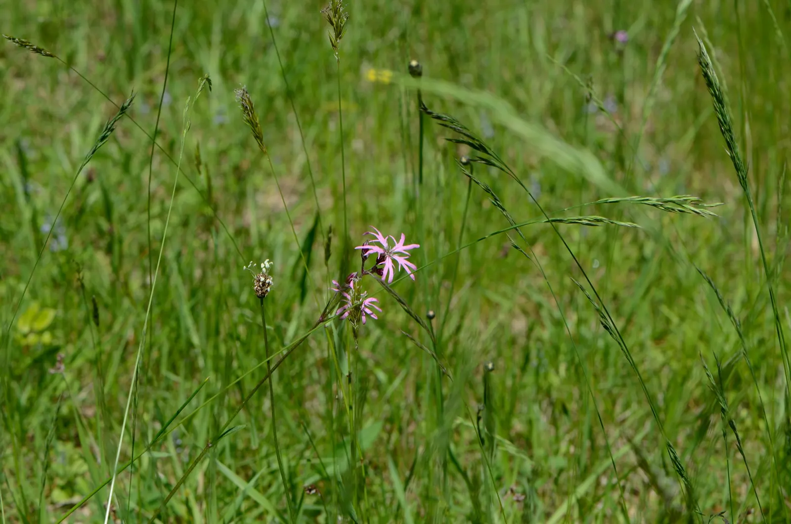 Rose Campion (Lychnis Coronaria) — it provides excellent contrast in borders or wildflower gardens; rose Campion (Lychnis coronaria) is a striking perennial
