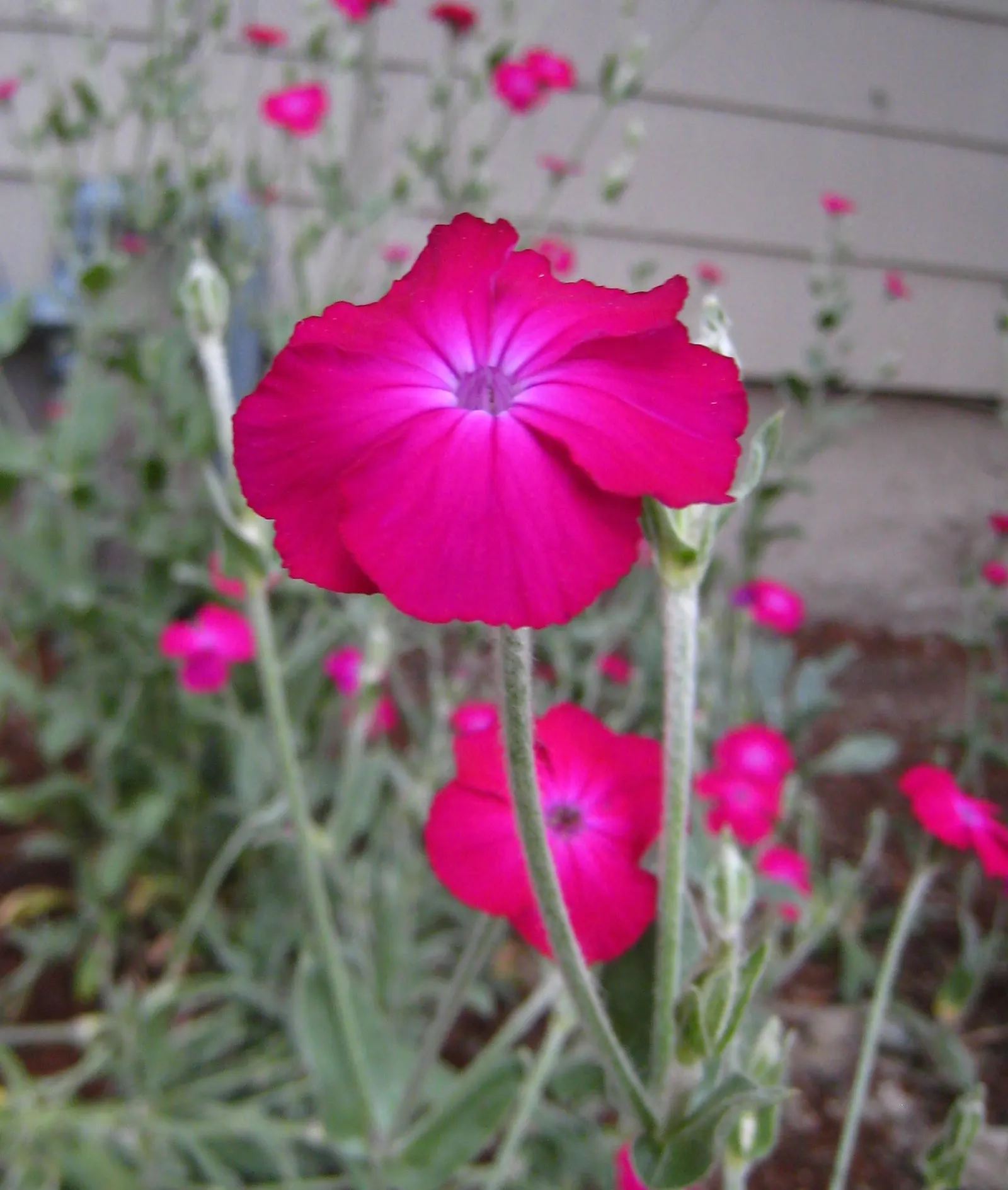 Rose Campion (Lychnis Coronaria) — red flowers in the garden; rose Campion performs best when planted in full sun to partial shade, image 91