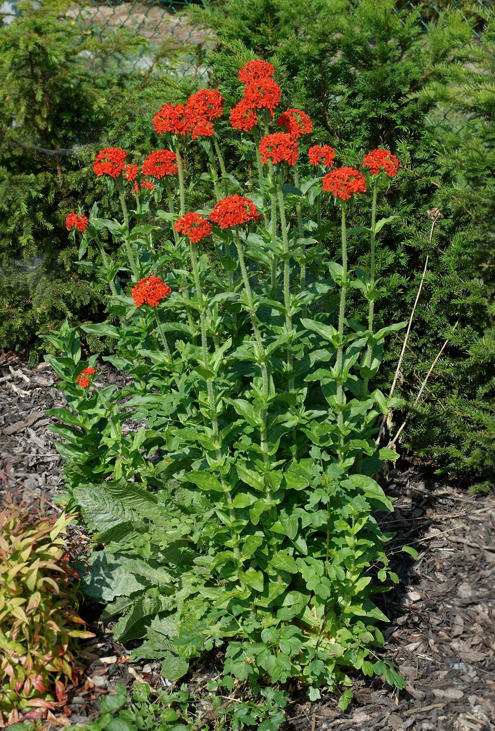 Rose Campion (Lychnis Coronaria) — scientifically referred to as Lychnis coronaria; to create a tableau of varying textures and hues, image 163
