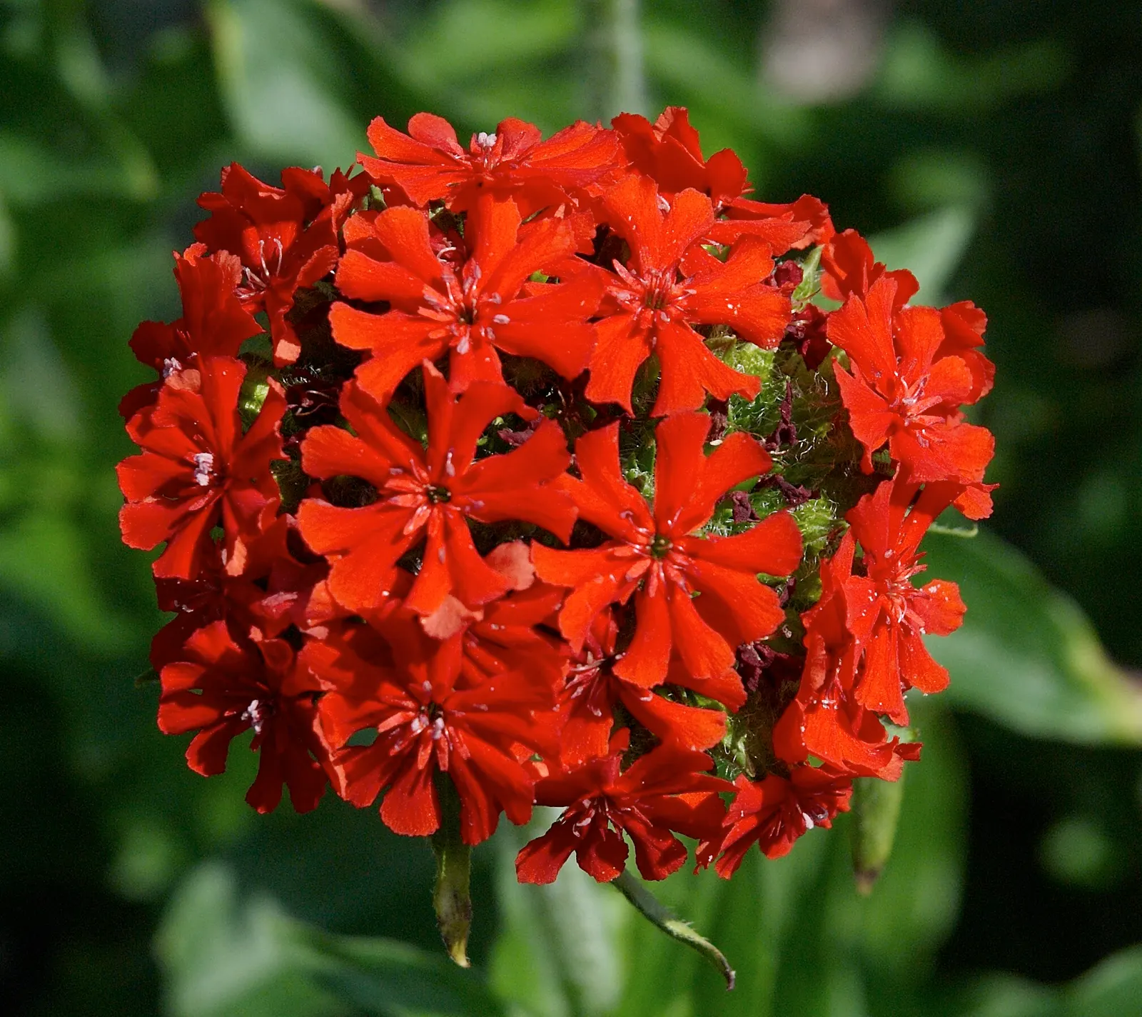 Rose Campion (Lychnis Coronaria) — to create a tableau of varying textures and hues