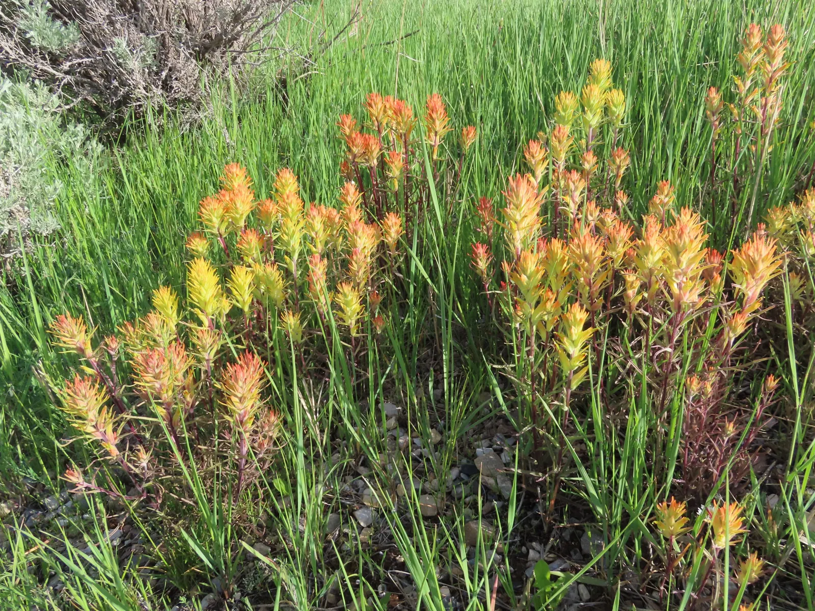 Fountain Grass (Pennisetum Messiacum) — an ornamental grass with striking burgundy foliage