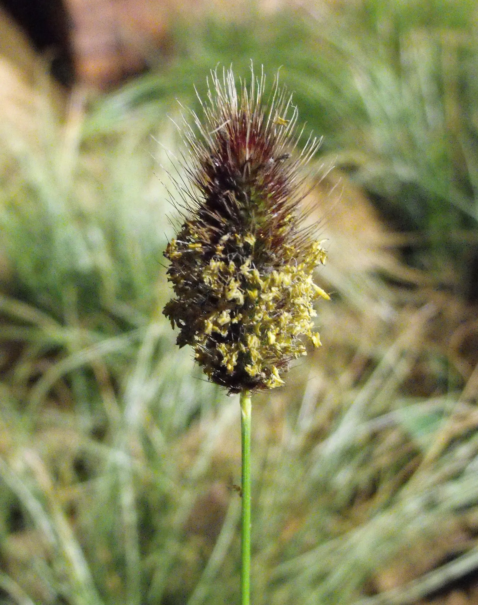 Fountain Grass (Pennisetum Messiacum) — Hardy in USDA zones 9-11; treated as an annual in cooler climates