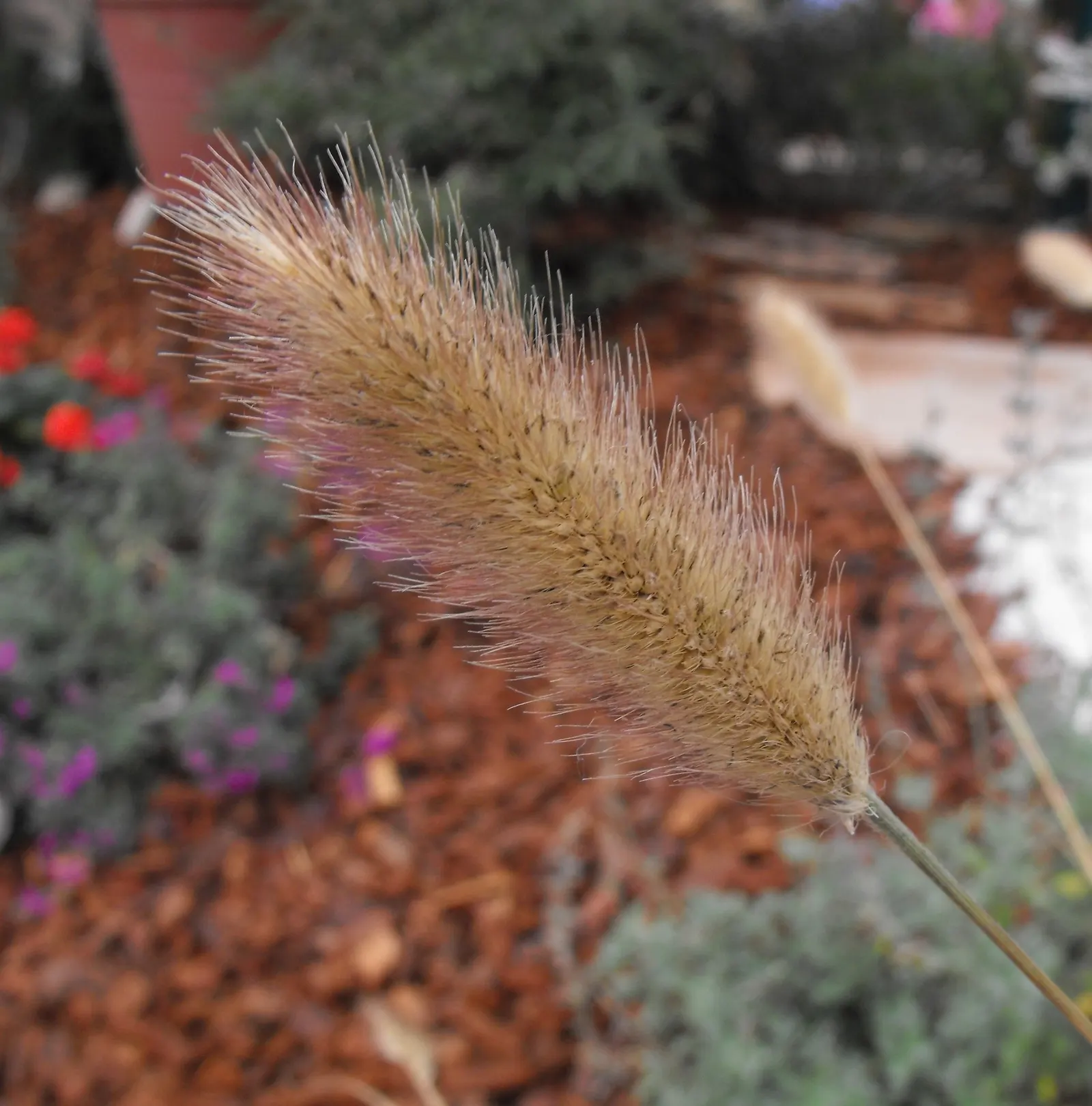 Fountain Grass (Pennisetum Messiacum) — Ideal for creating contrast and movement in landscape designs