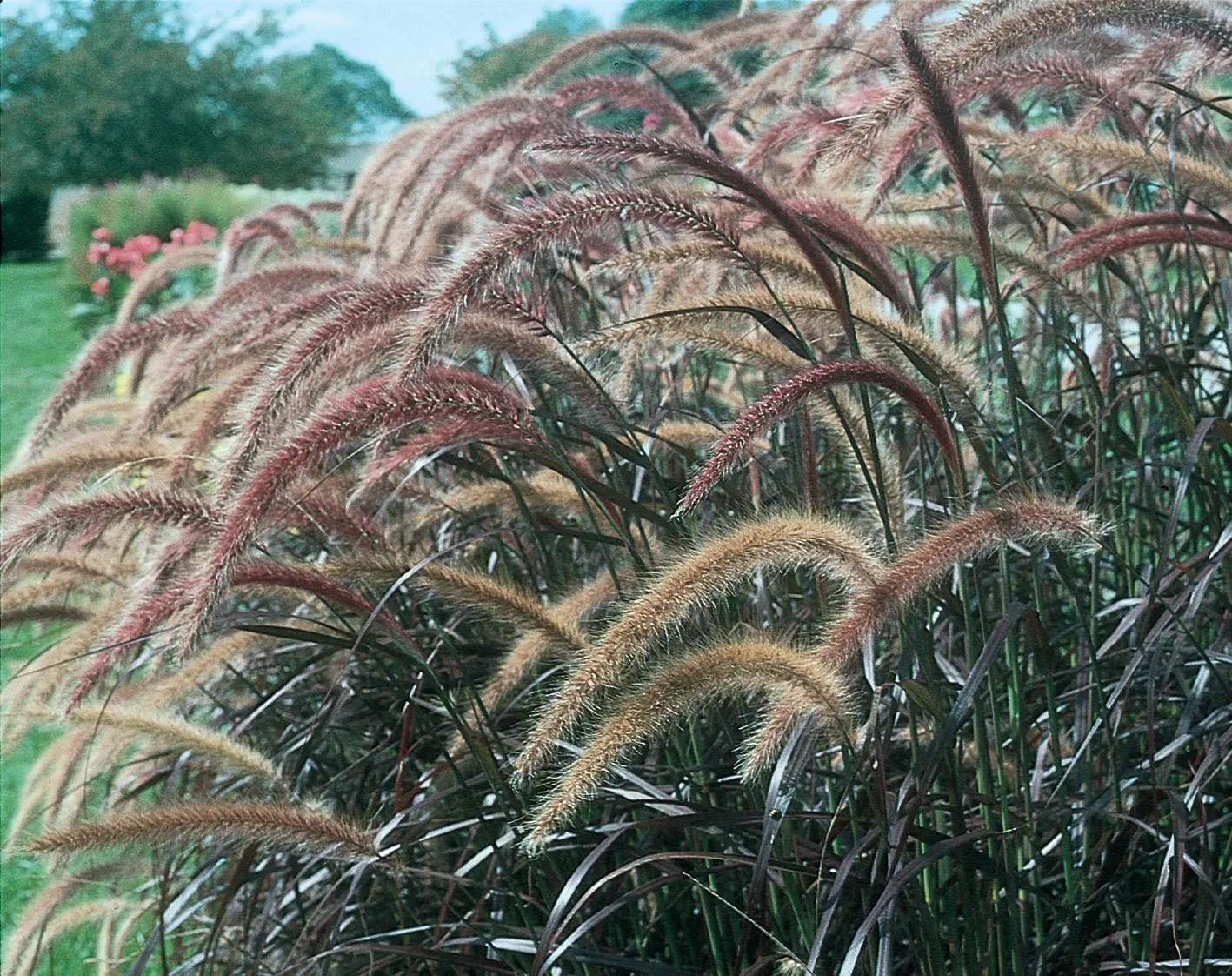 Purple Fountain Grass (Pennisetum setaceum 'Rubrum') — Cut back warm season grasses, including rubrum grass, in fall or by mid to late spring; once, image 209
