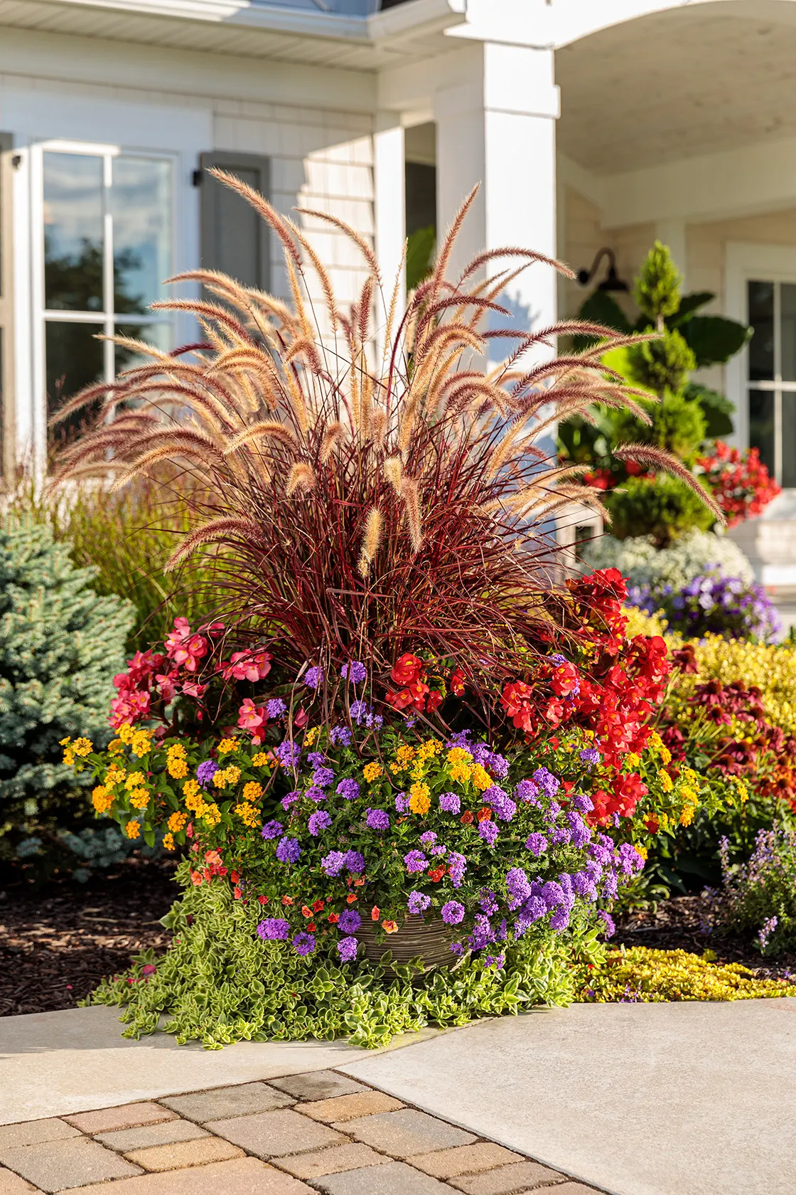 Purple Fountain Grass (Pennisetum setaceum 'Rubrum') — They will usually turn shades of brown for the winter; rubrum should be considered a, image 208