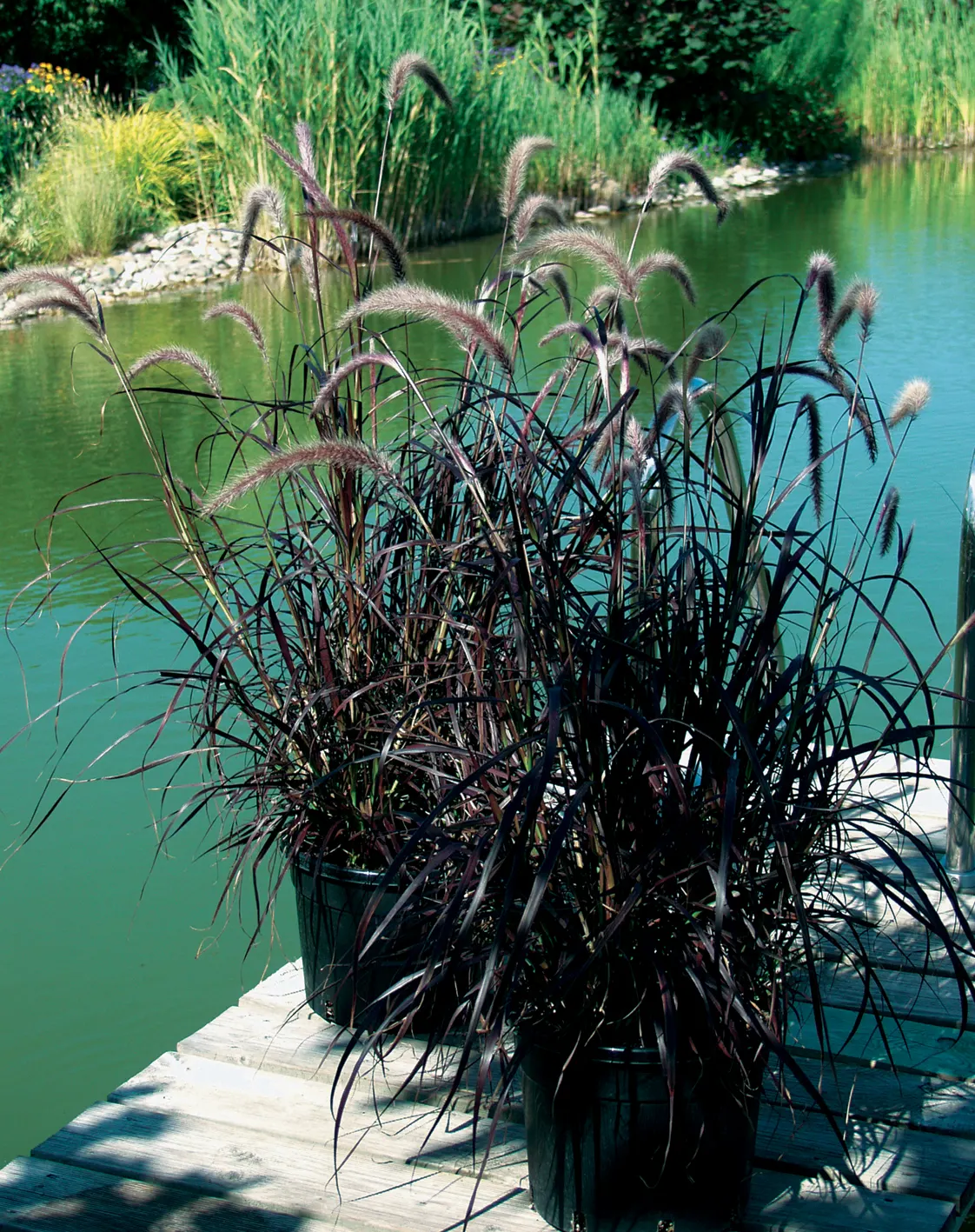 Purple Fountain Grass (Pennisetum setaceum 'Rubrum') — This purple fountain grass rubrum is a warm-season grass; you can trim them back at almost, image 104
