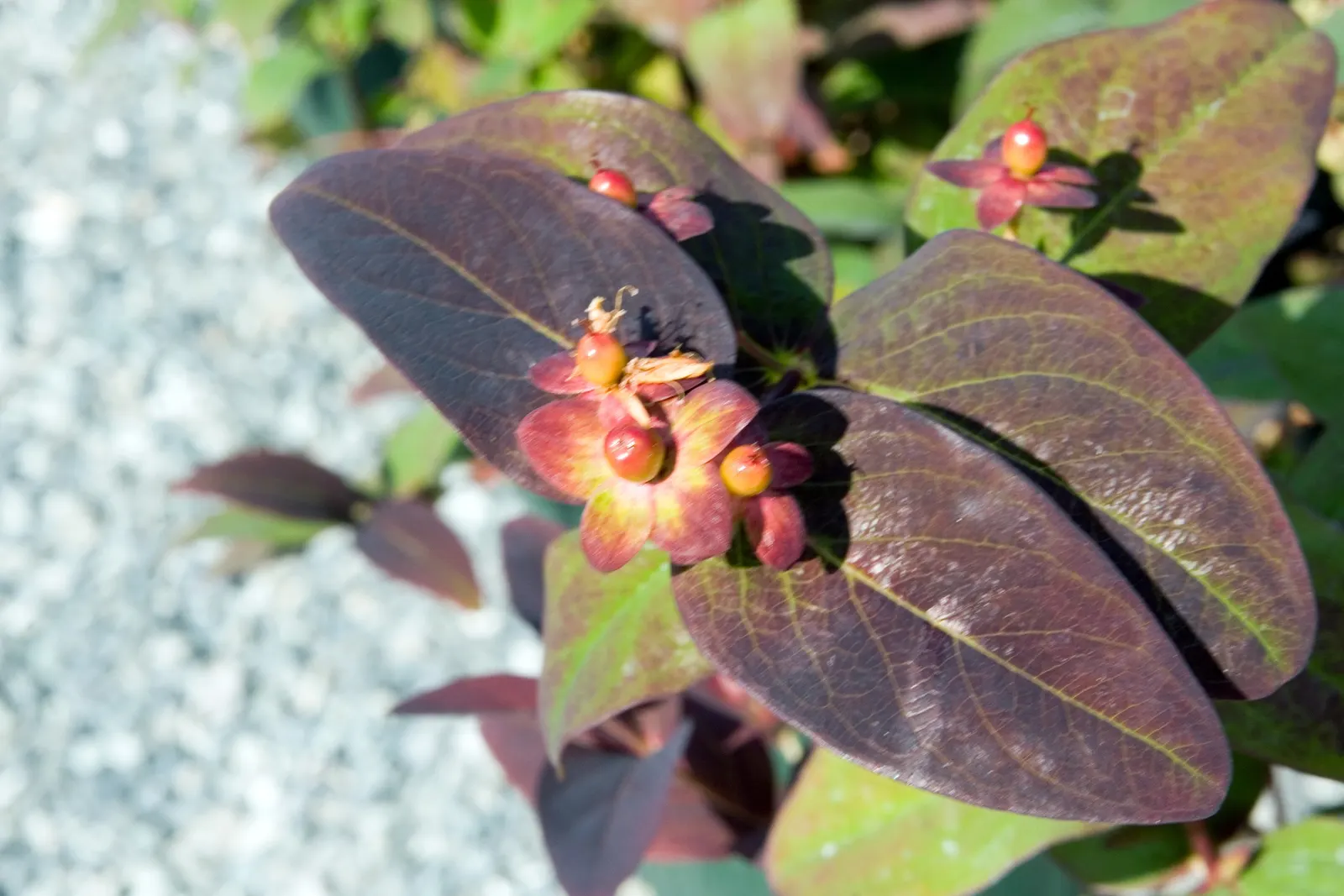 Tutsan, Purple St. John's Wort (Hypericum Androsaemum 'Albury Purple') — John's Wort, offers lush, purplish-green foliage and golden yellow flowers
