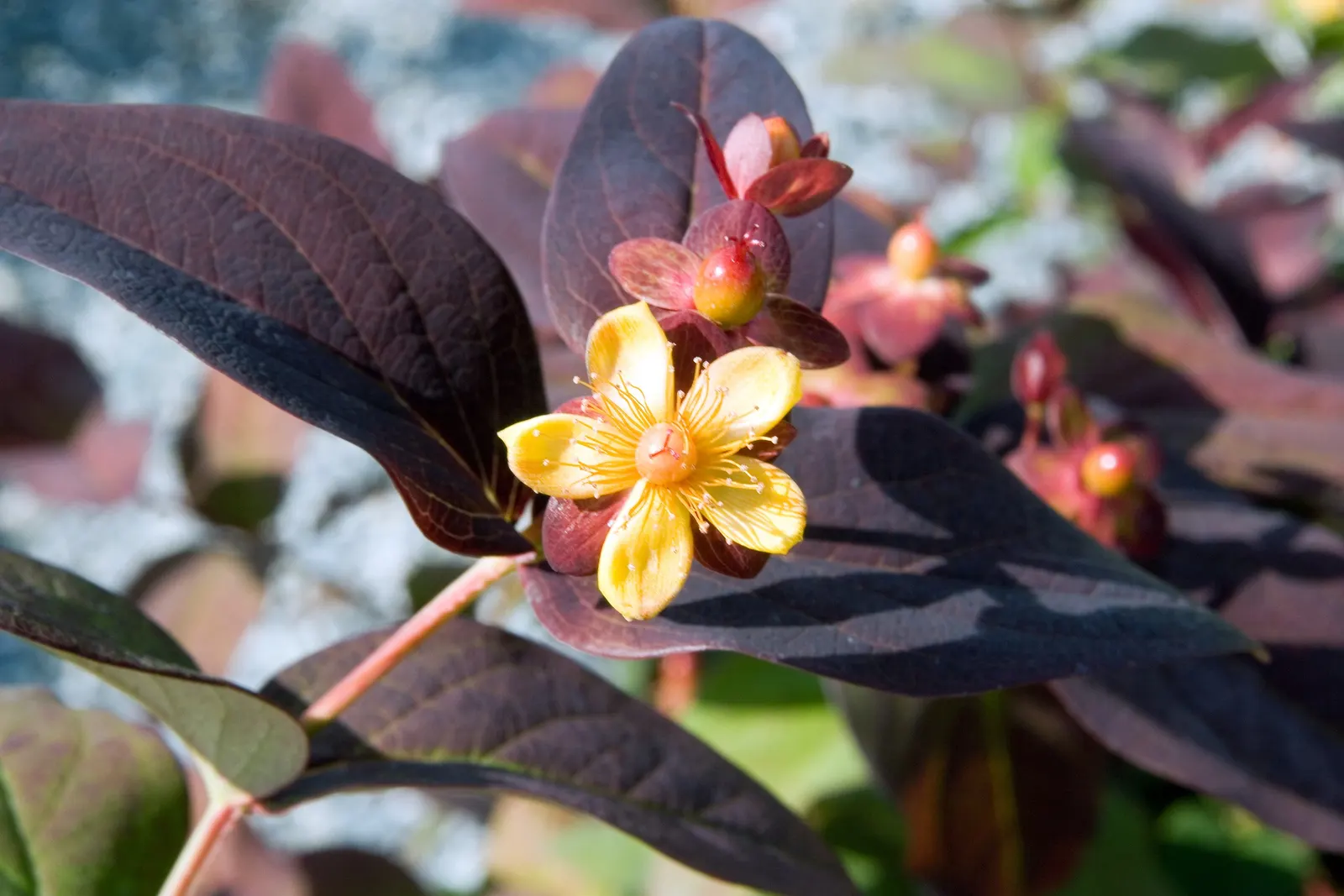 Tutsan, Purple St. John's Wort (Hypericum Androsaemum 'Albury Purple') — This semi-evergreen shrub grows to about 3 feet high and spreads 2-3 feet wide