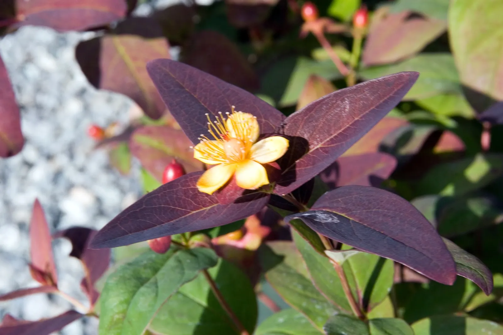 Tutsan, Purple St. John's Wort (Hypericum Androsaemum 'Albury Purple') — Hypericum androsaemum 'Albury Purple', commonly known as Tutsan or Purple St