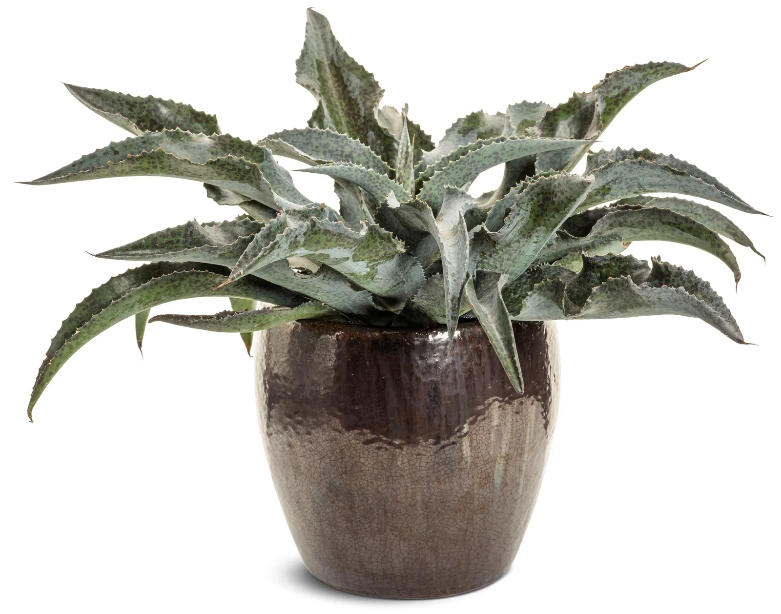 'Catch a Wave' Mangave (Mangave hybrid) — Use in full sun to bring out the brightest foliage color