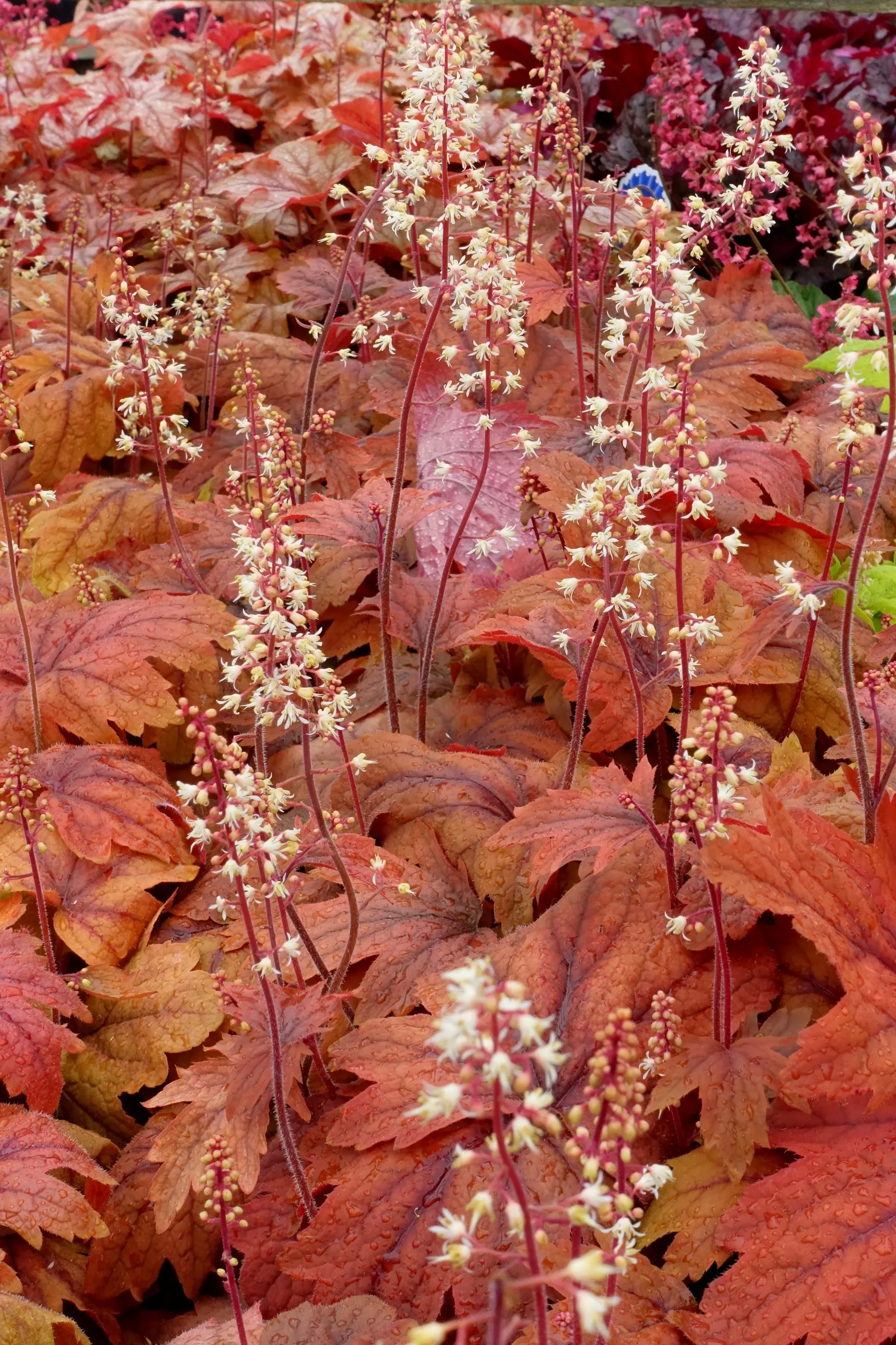 Sweet Tea Foamy Bells (Heucherella 'Sweet Tea') — Heucherella 'Sweet Tea' showcases charming star-shaped