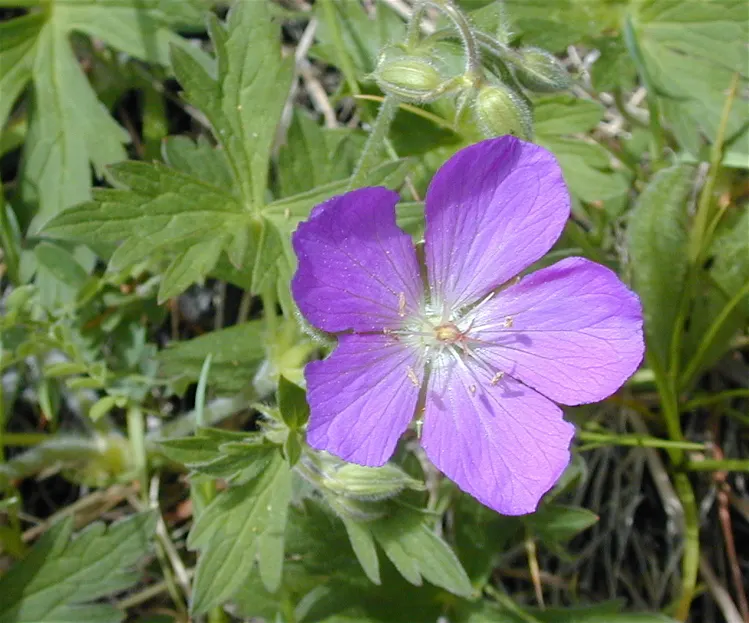 Orion Cranesbill (Geranium 'Orion') — spanning up to 2 inches across