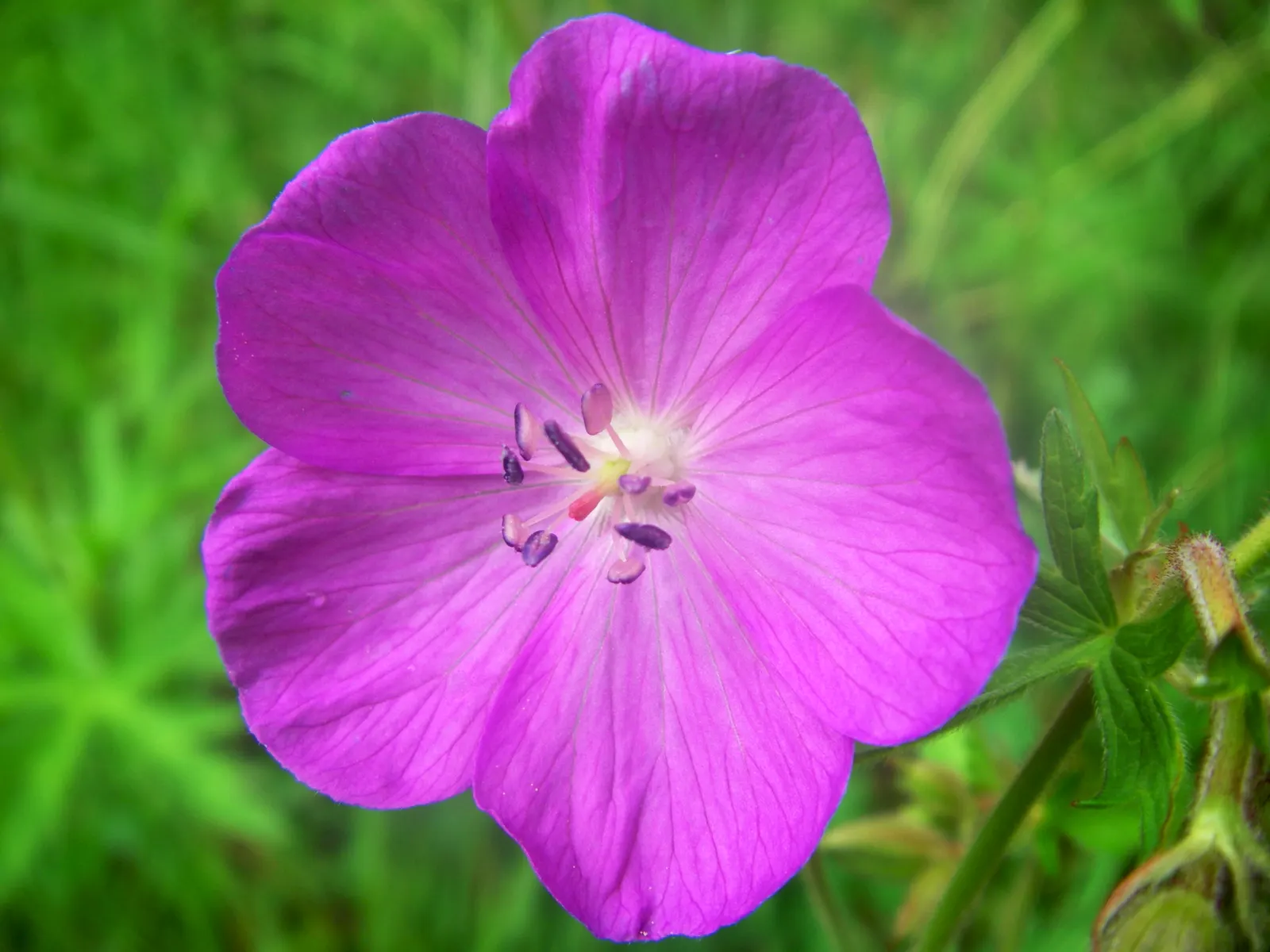 Orion Cranesbill (Geranium 'Orion') — Thriving in USDA zones 4-8, it grows 18-24 inches tall and wide, preferring full sun to partial shade