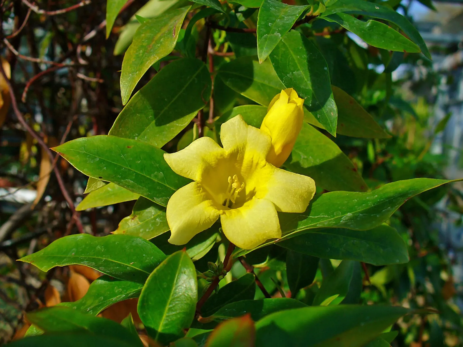 Carolina Jessamine (Gelsemium Sempervirens) — including bees and butterflies; caution should be exercised because all parts of this plant