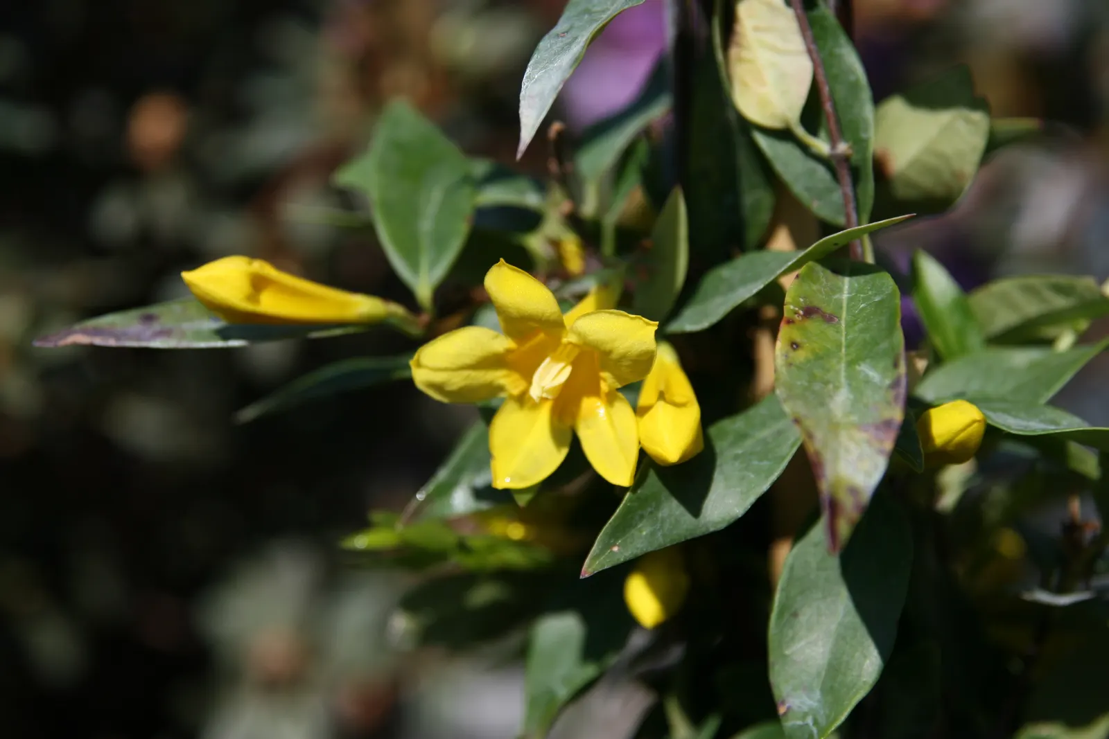 Carolina Jessamine (Gelsemium Sempervirens) — The trumpet-shaped blossoms are typically about 1 to 1.5 inches long and attract a variety of pollinators