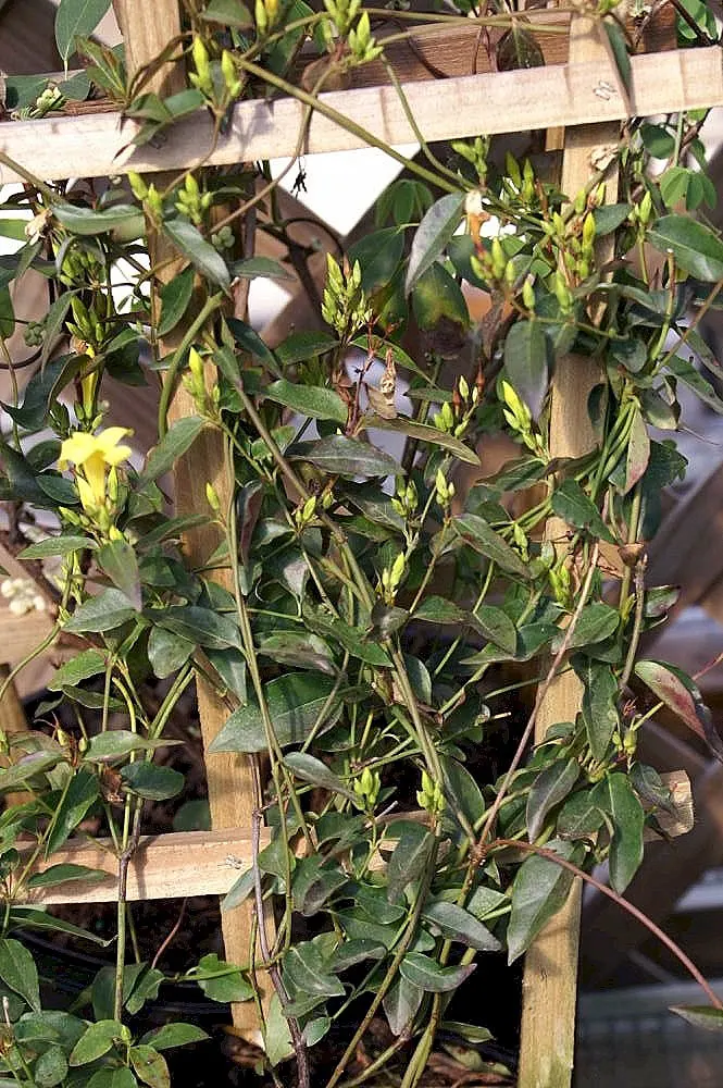 Carolina Jessamine (Gelsemium Sempervirens) — bright yellow flowers that bloom profusely in late winter to early spring; native to the southeastern, image 59