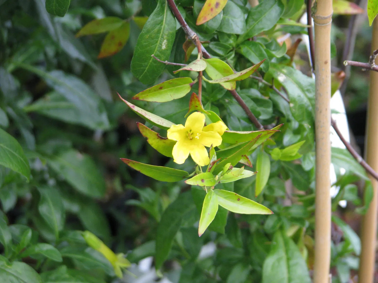 Carolina Jessamine (Gelsemium Sempervirens) — Native to the southeastern United States; create a dense foliage year-round