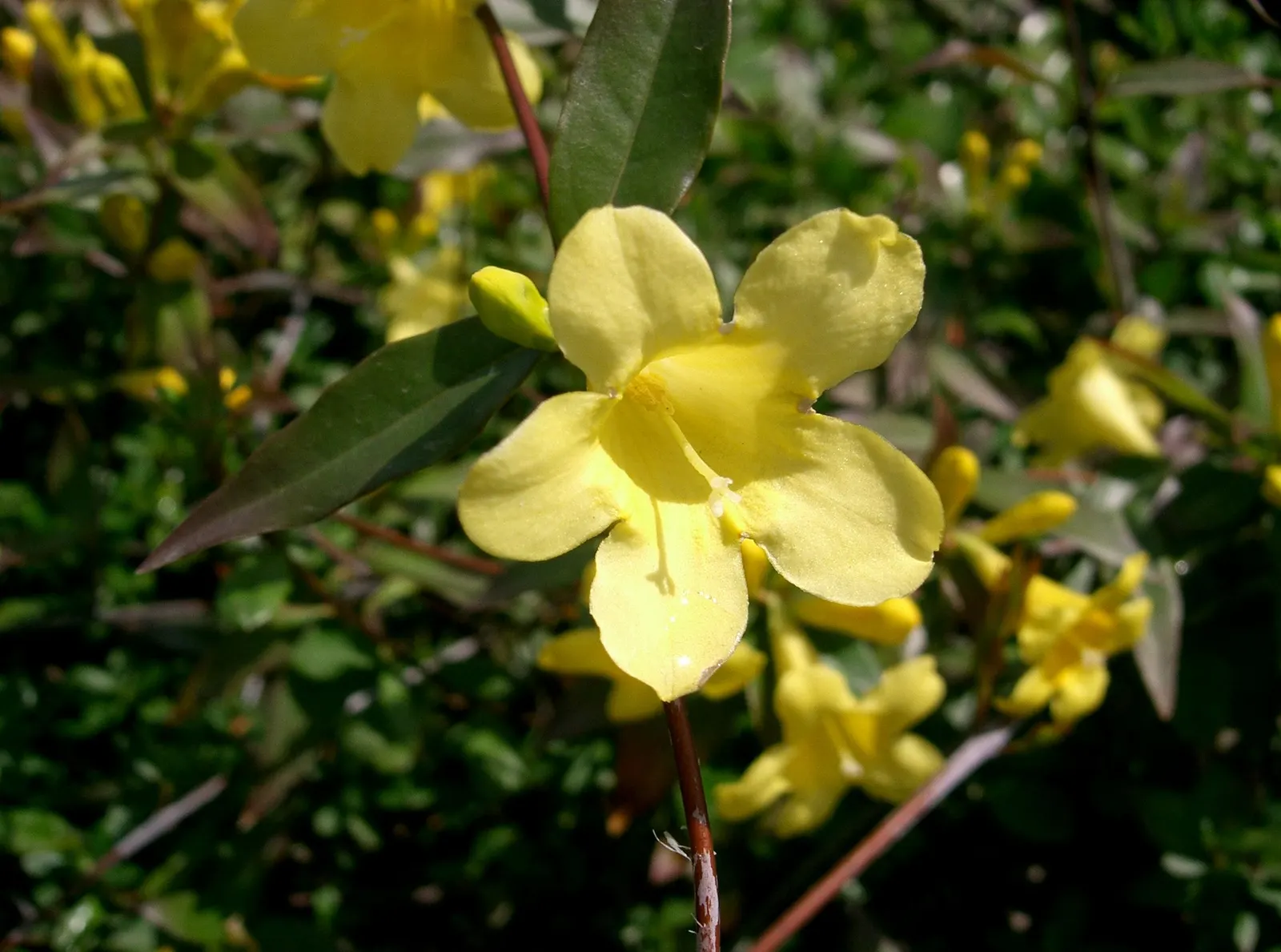 Carolina Jessamine (Gelsemium Sempervirens) — making it an important consideration for landscapes frequented by children or pets; carolina Jessamine (Gelsemium