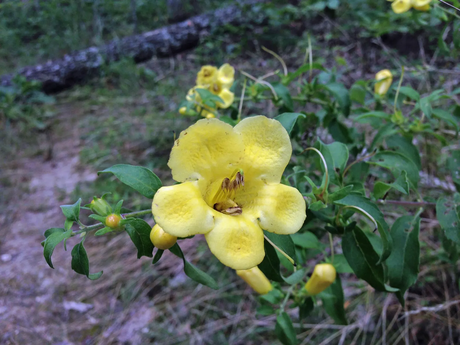 Carolina Jessamine (Gelsemium Sempervirens) — thereby enriching the garden with biodiversity; blossoms appear in late winter to early spring, offering a