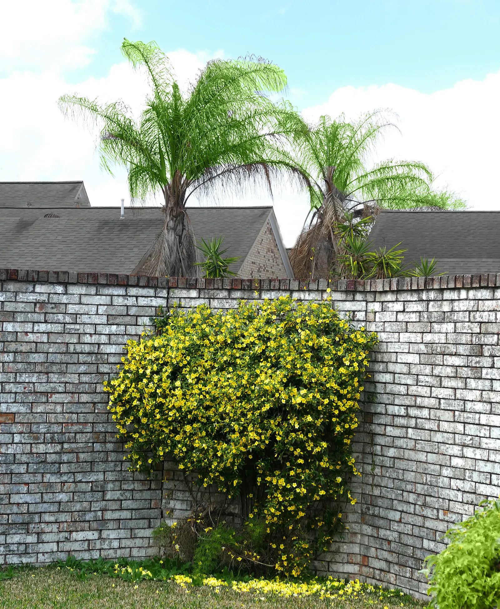 Carolina Jessamine (Gelsemium Sempervirens) — although the most abundant flowering occurs in sunnier spots; it can grow 10-20 feet in length and 3-6 feet wide