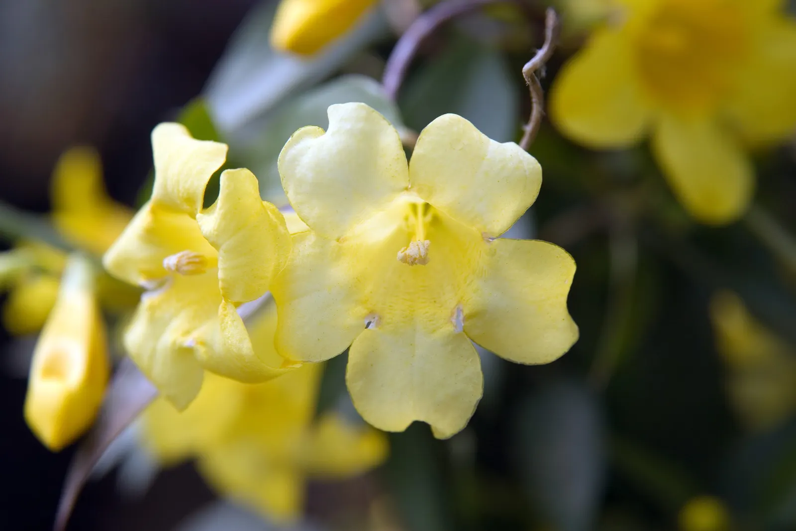 Carolina Jessamine (Gelsemium Sempervirens) — As an added benefit, once established, it is relatively drought tolerant, requiring only moderate watering; ideal
